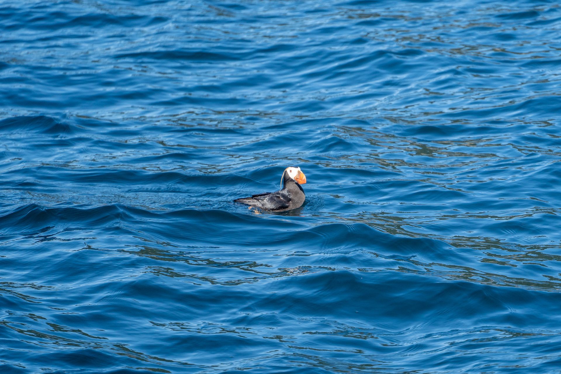 A petit mignon (little cute) horned puffin. We learned that the bones of puffins are much denser than other seabirds to allow them to dive up to 100 feet under the water for food.