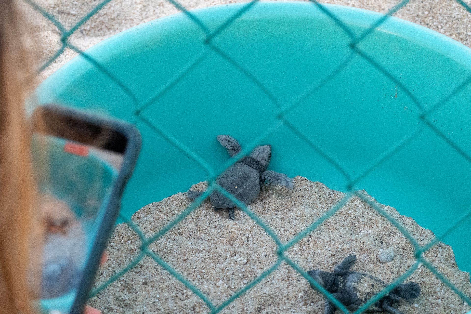 Baby turtles resting before going to the ocean for the first time