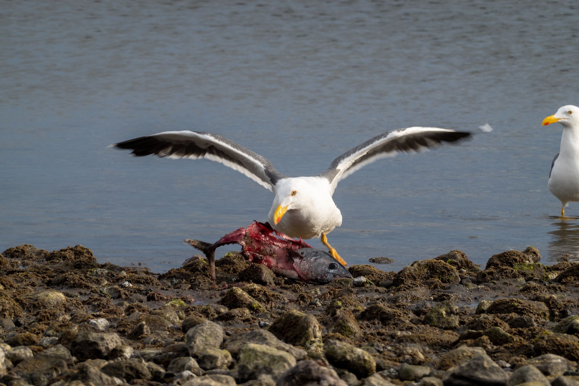 The seabirds were fighting for the “leftovers”