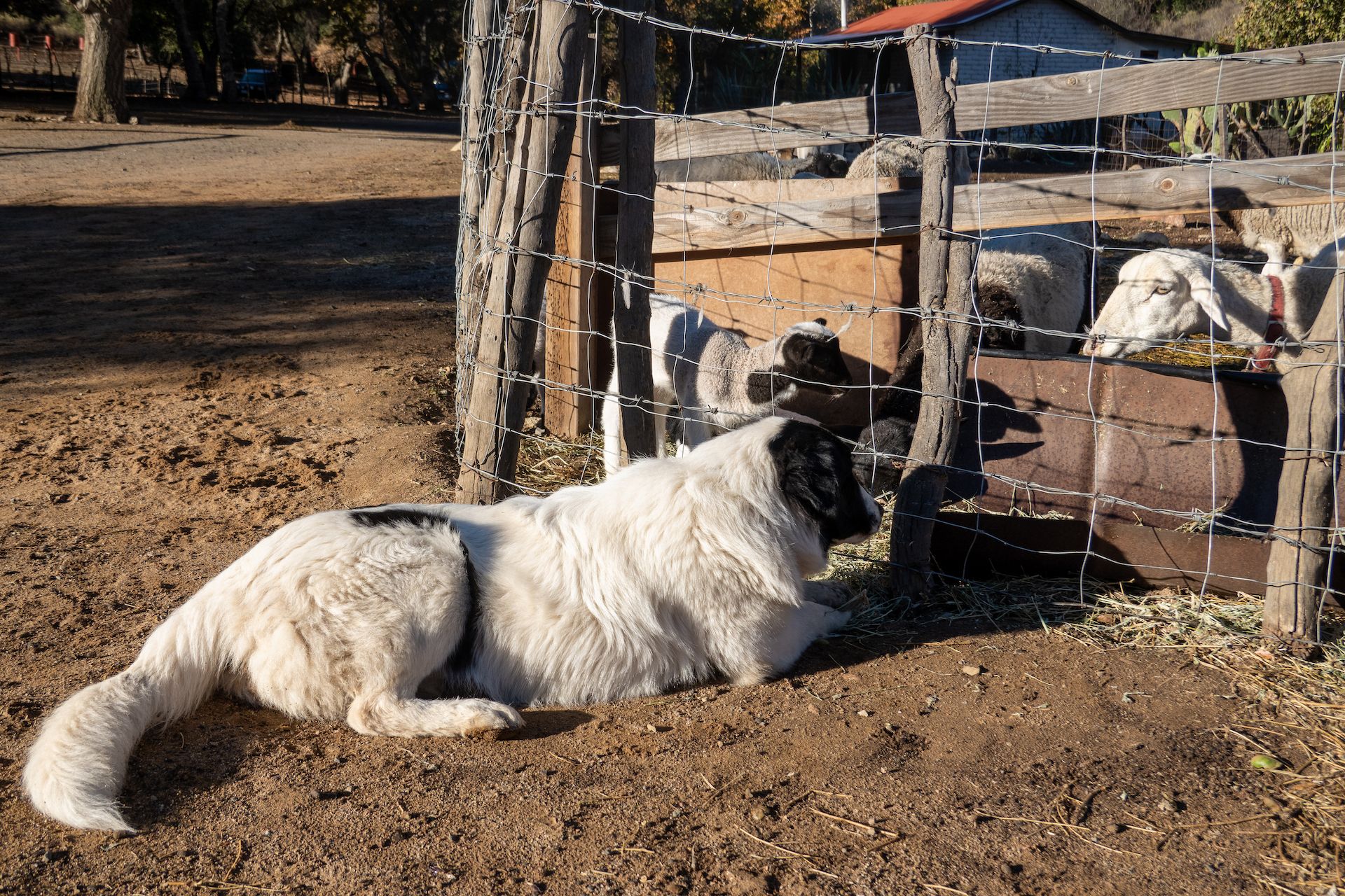 Tequila the 10-month-old border collie watching the sheep