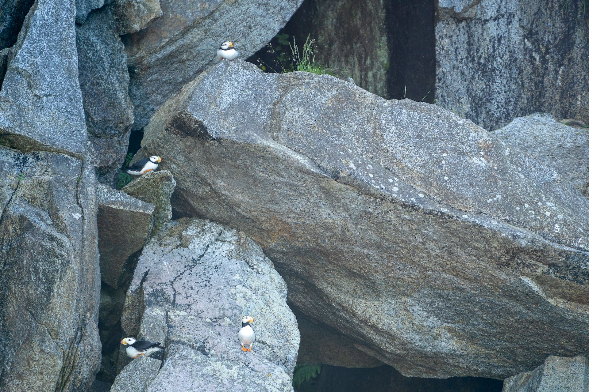 A family of horned puffins on the rocky face of the island