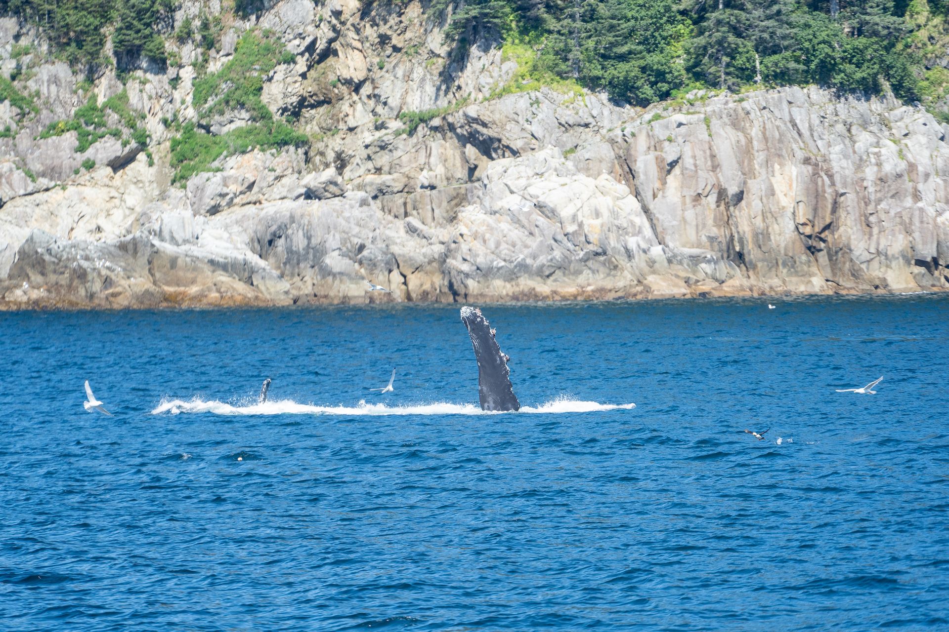 A humpback whale waving at us 👋
