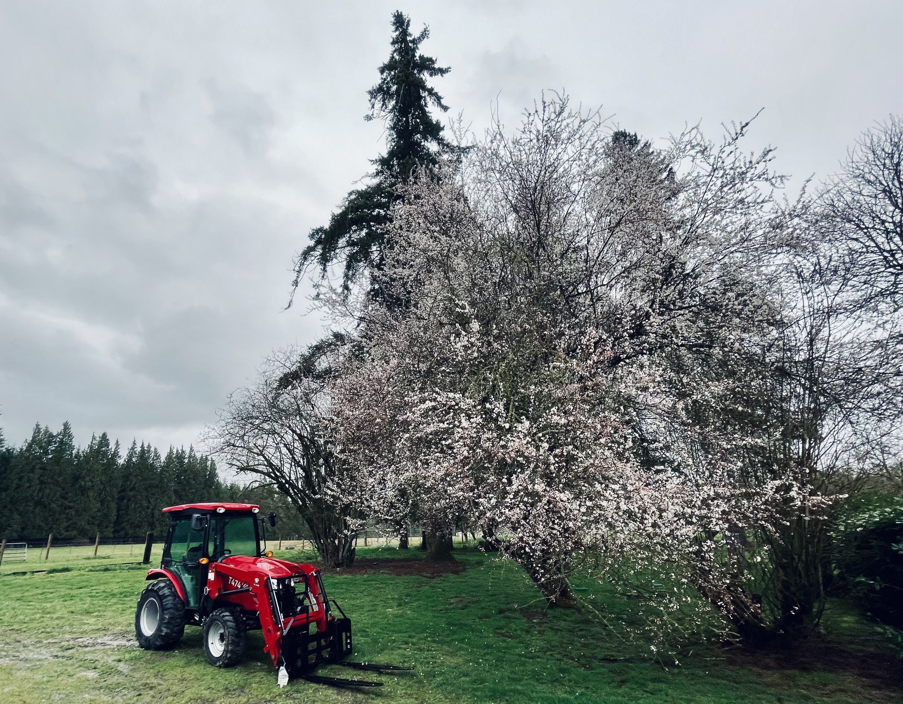 Tractor beside the cherry blossom tree. Spring is almost here. Photo taken 2025-03-12 at 9:12 a.m.