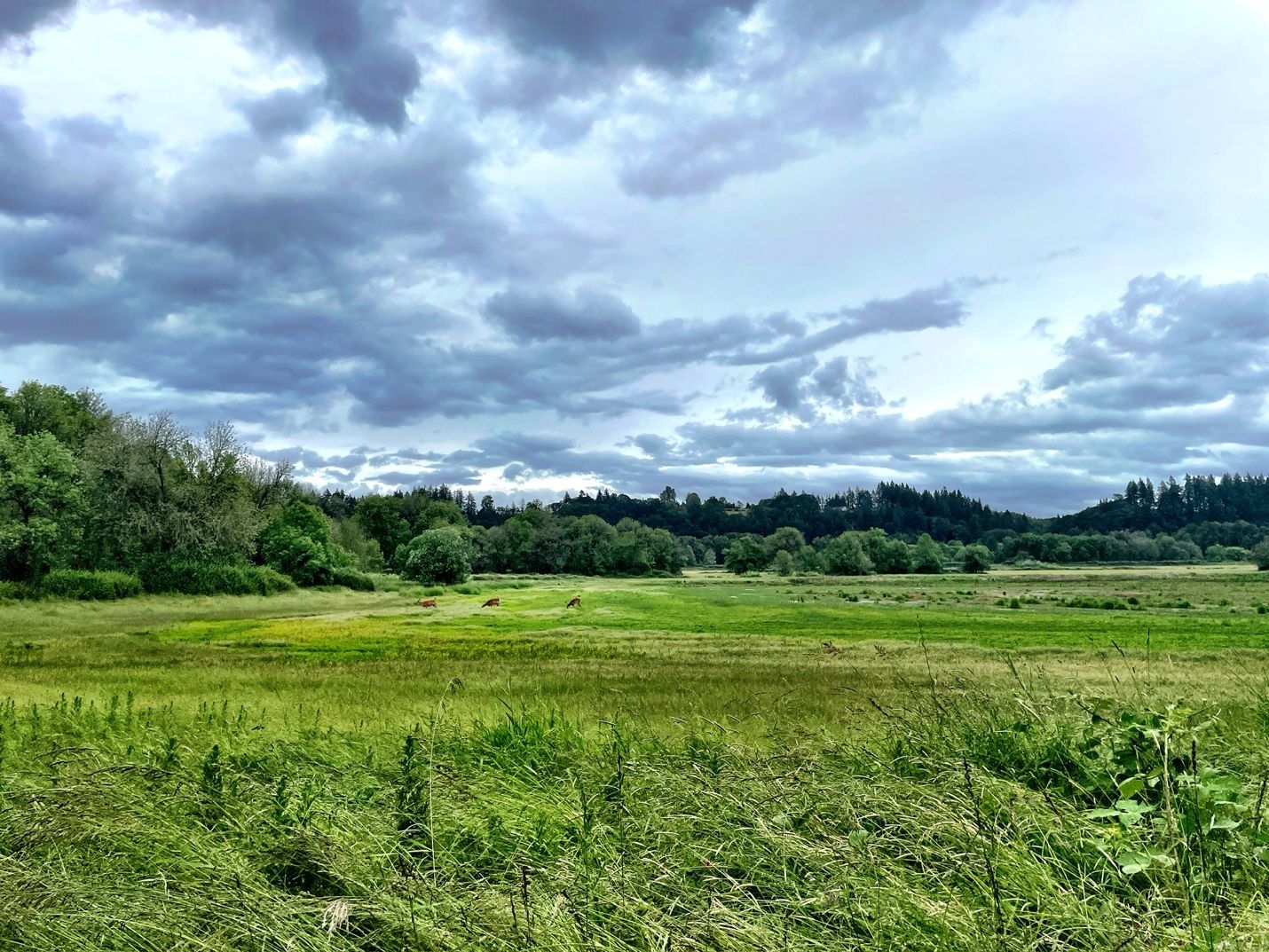 Three deer in the wildlife refuge. 2024 - 06 - 03, 4:59 p.m.