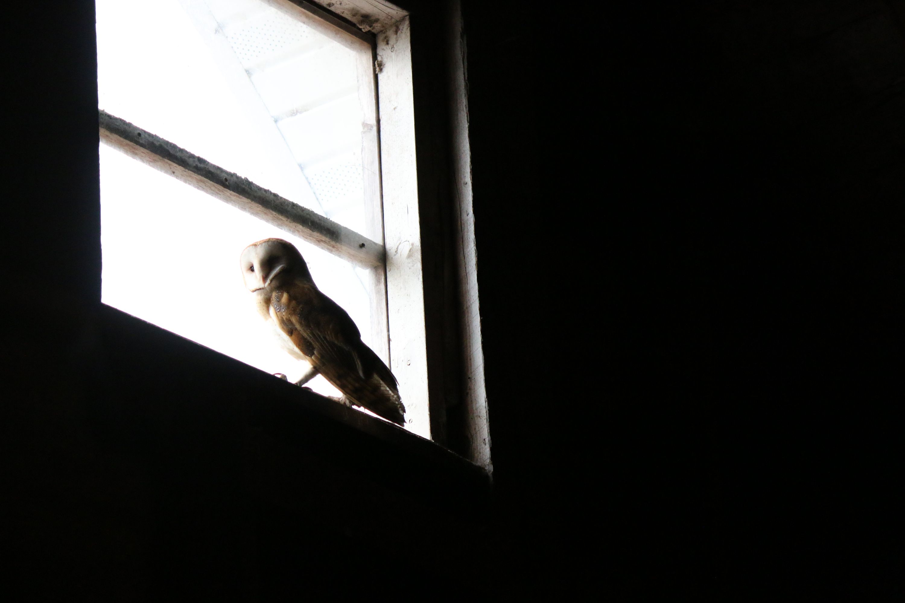 A fitting visitor to our barn. Photo taken 2025-08-01 at 0832.