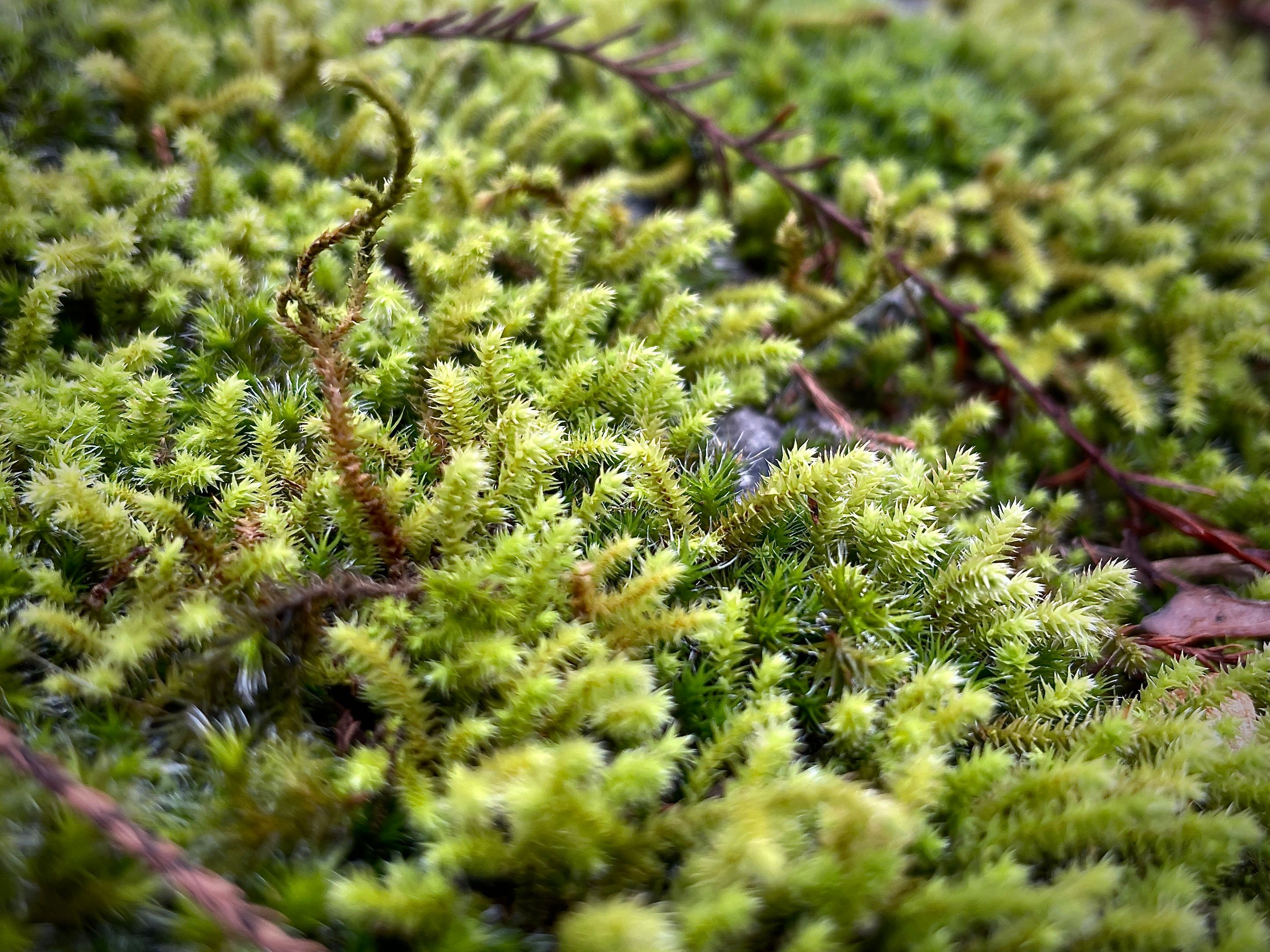 Moss on Stone