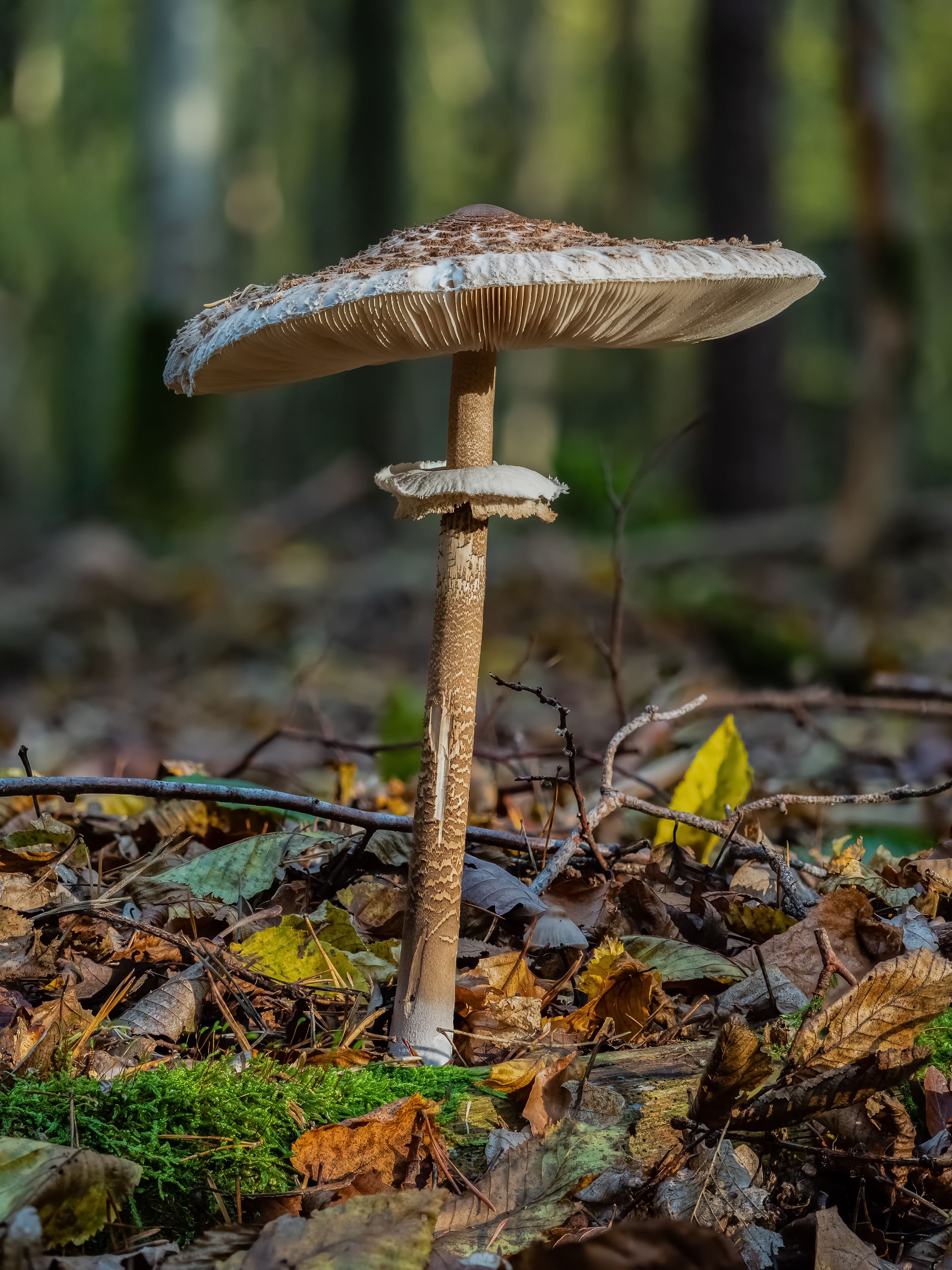 macrolepiota procera parasol in the bruderwald in bamberg.focus stack of 15 frames.