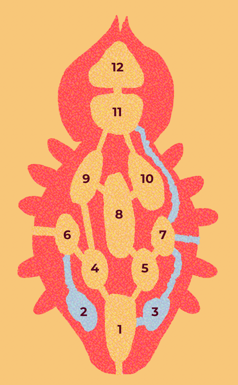 Map in the shape of a sun spider.