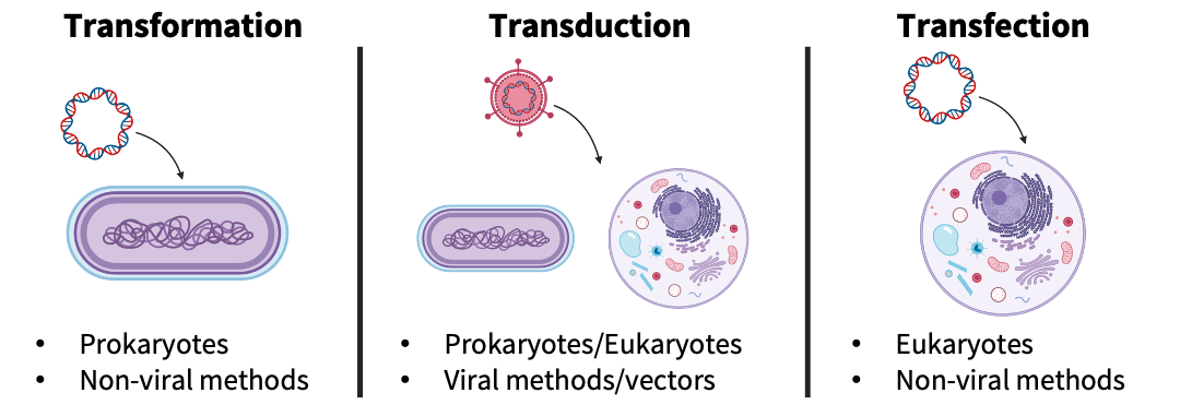 The Three T’s of Gene Transfer