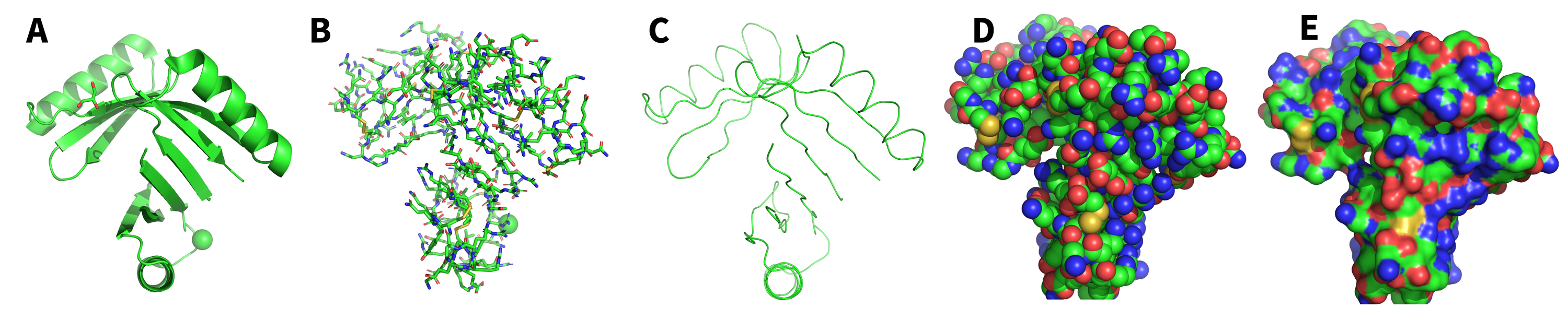 Fig 2: Example of the five common representations. (A) Cartoon; (B) Sticks; (C) Ribbon; (D) Spheres; (E) Surface