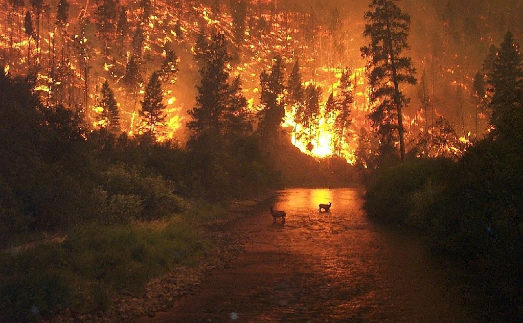 Schlimm, aber vergleichsweise harmlos: Ein Waldbrand. Hier brennen nämlich bloß gegenwärtige Bäume. © by John McColgan