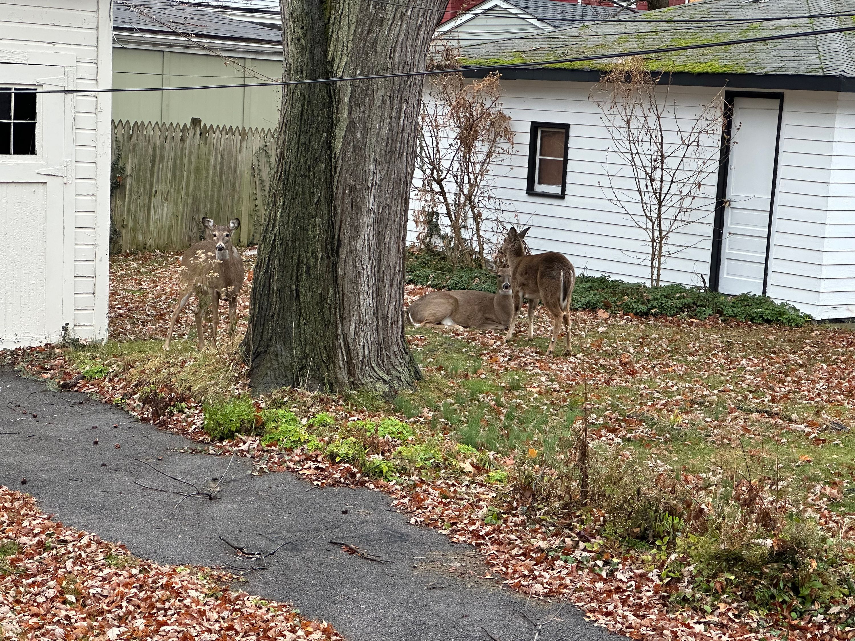 Deer just hanging out in the backyard