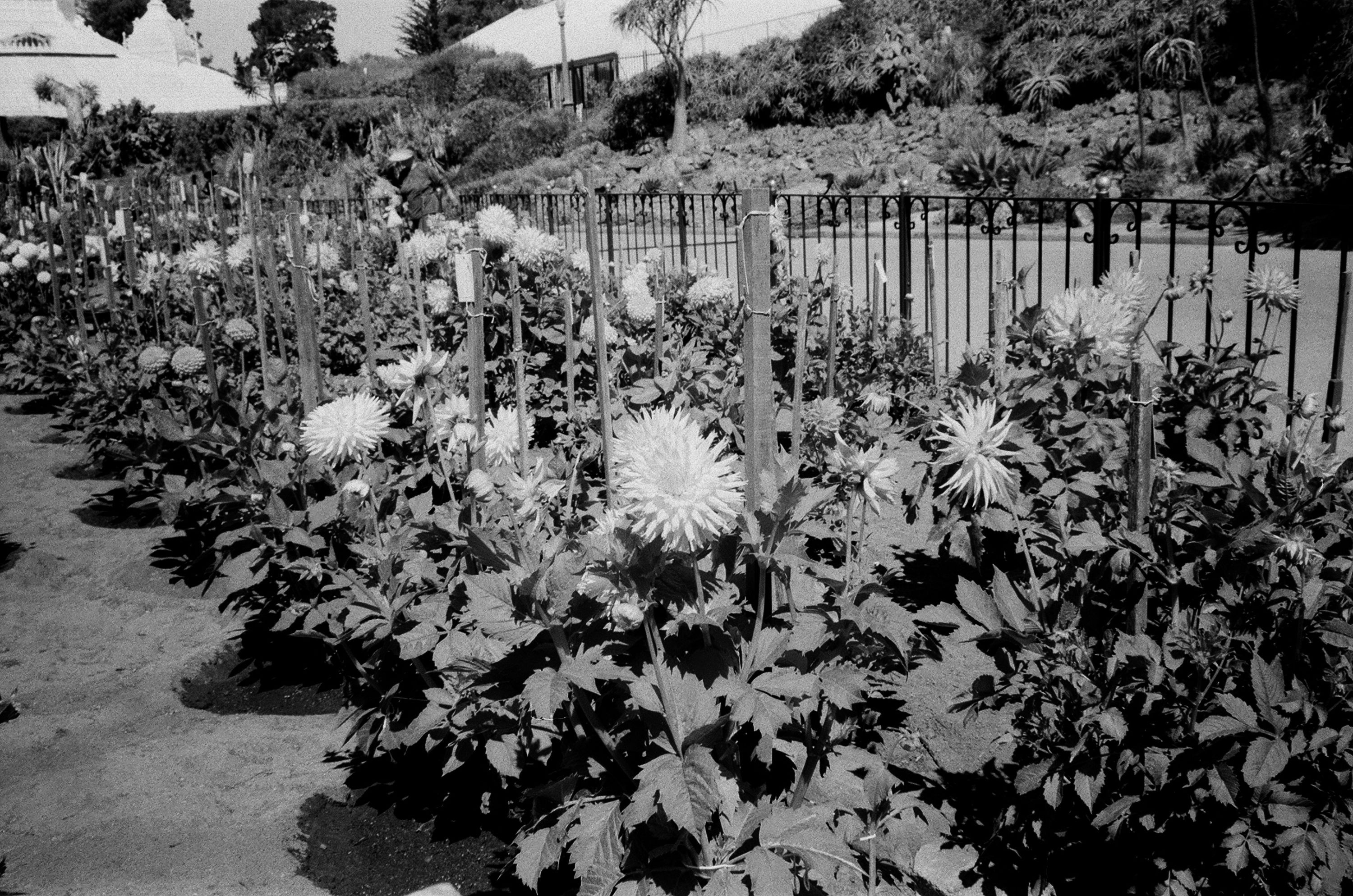 dahlias