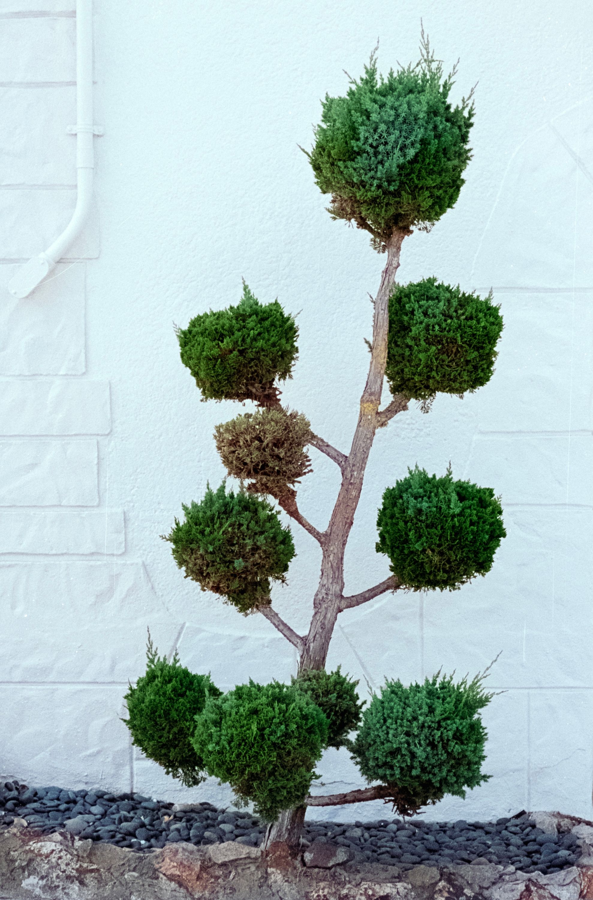 topiary