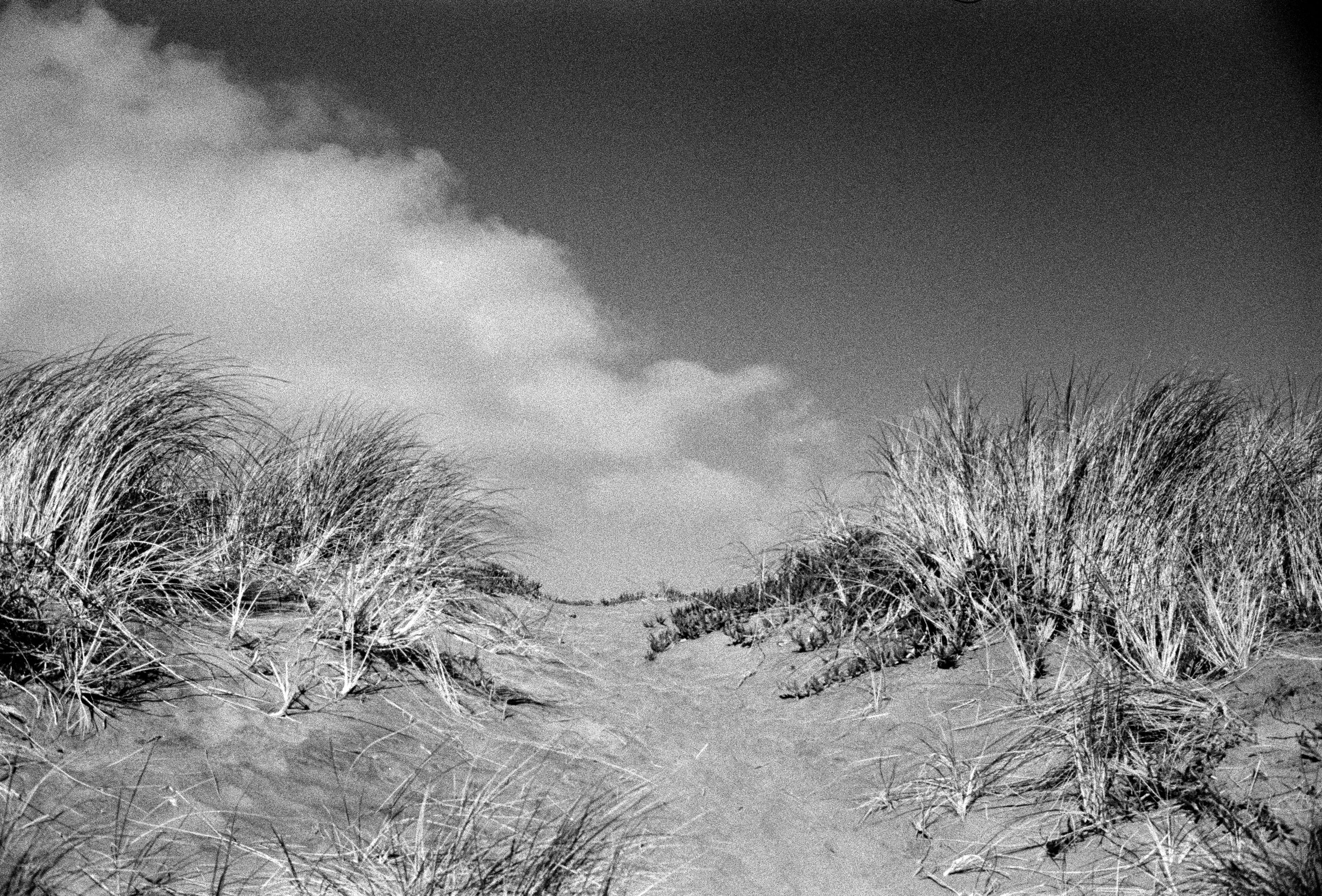 beach grass