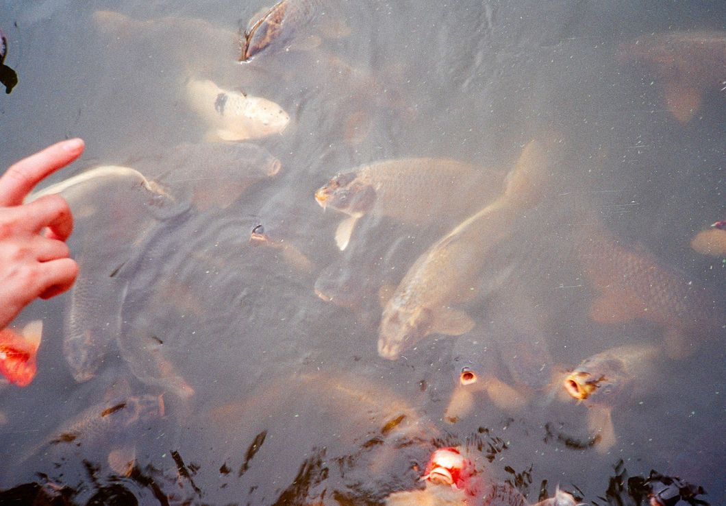 feeding koi