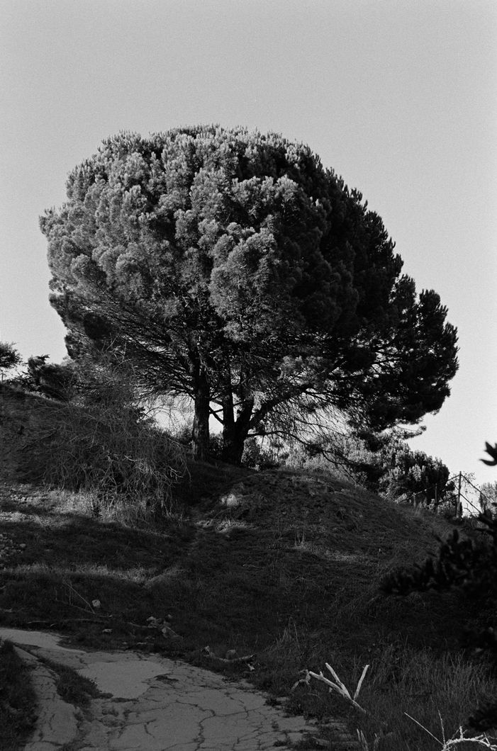 tree