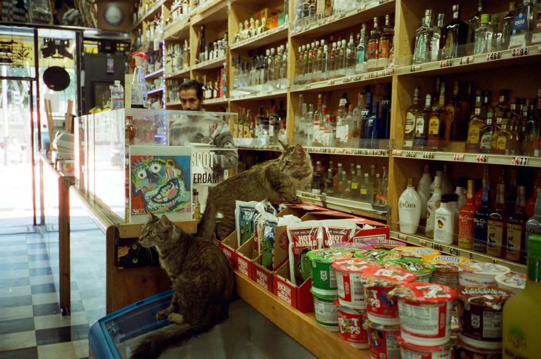 corner store cats