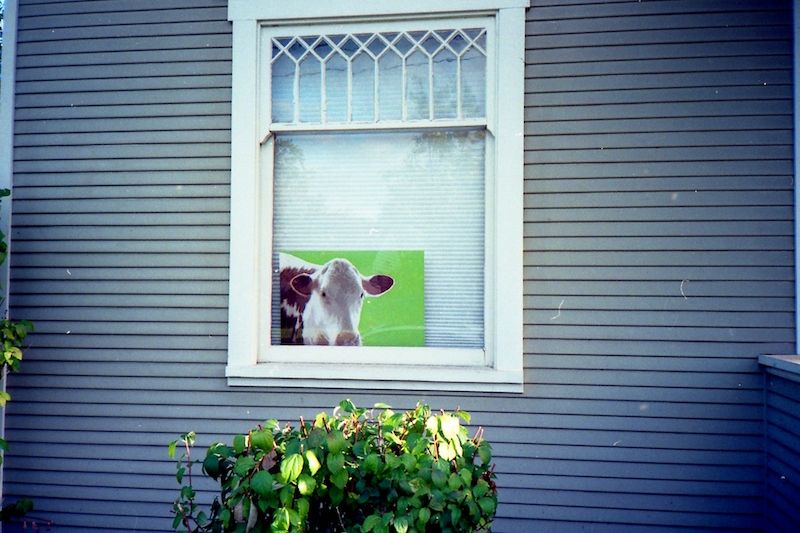 cow eugene or 2019