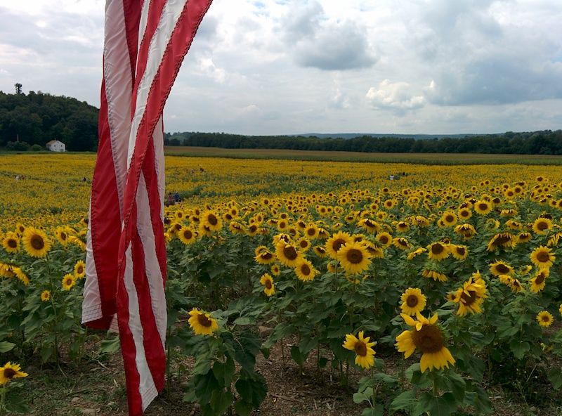 sunflowers and a flag new jersey 2014