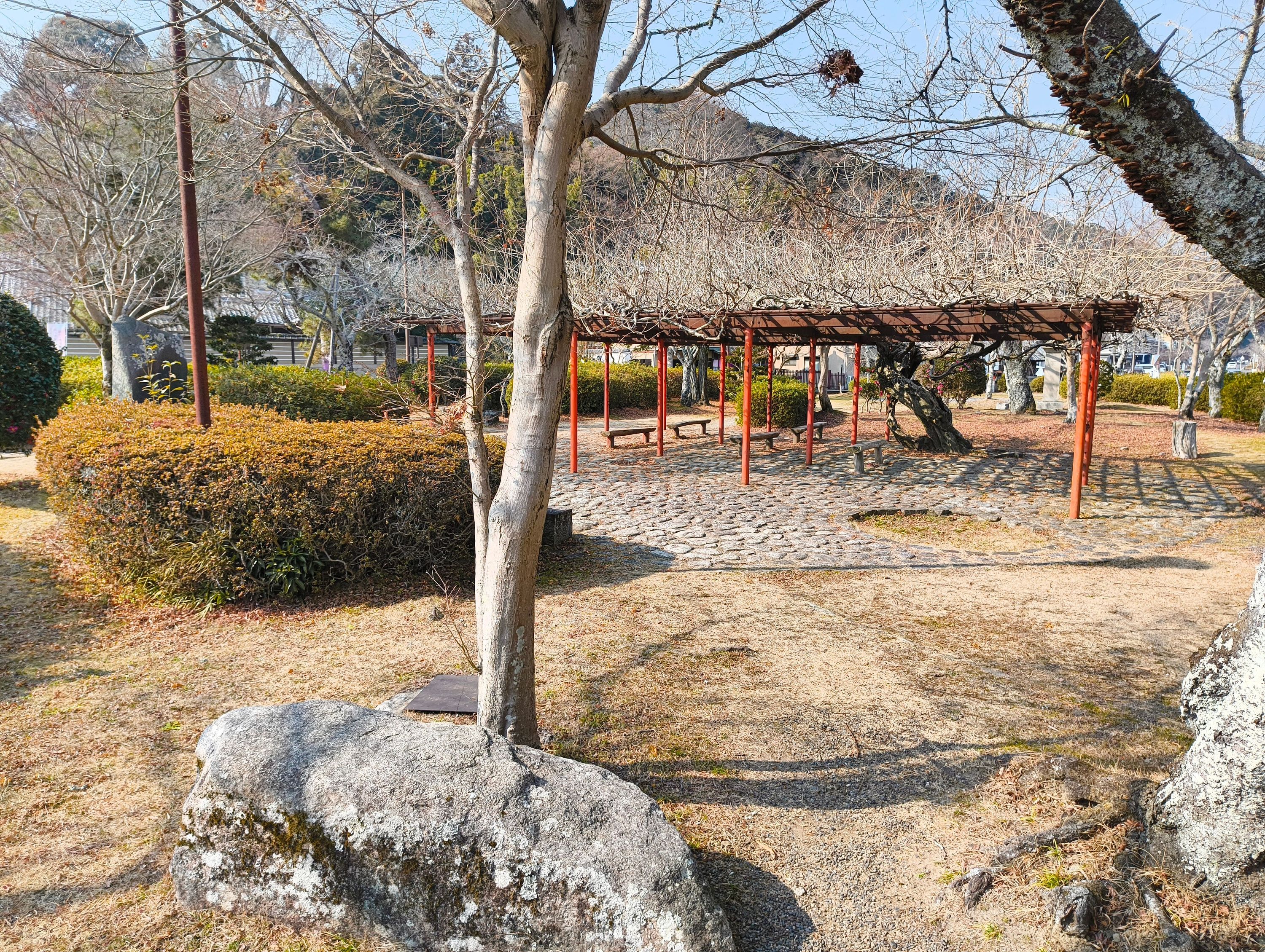 Fujidana wisteria trellis