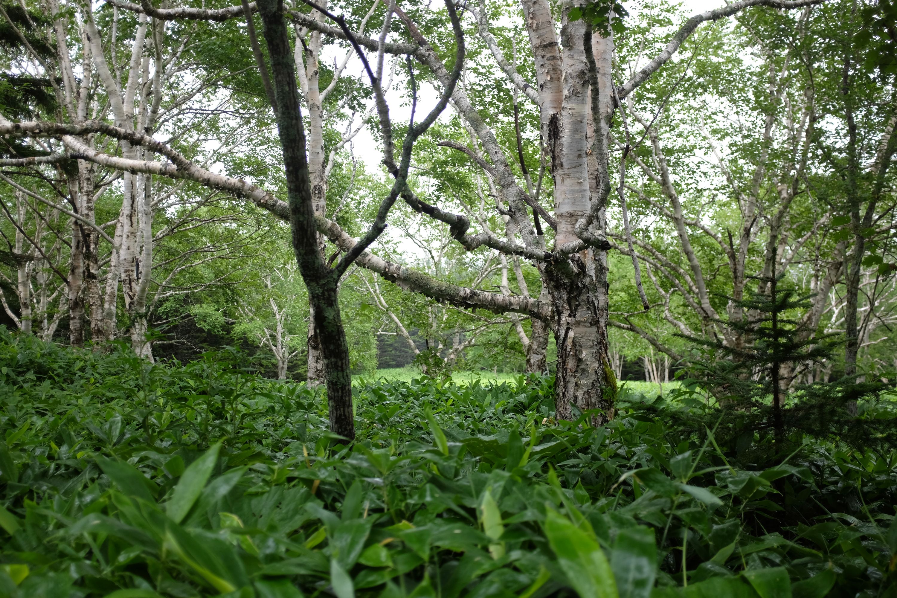 A large white birch stands in a thick undergrowth of bamboo grass.