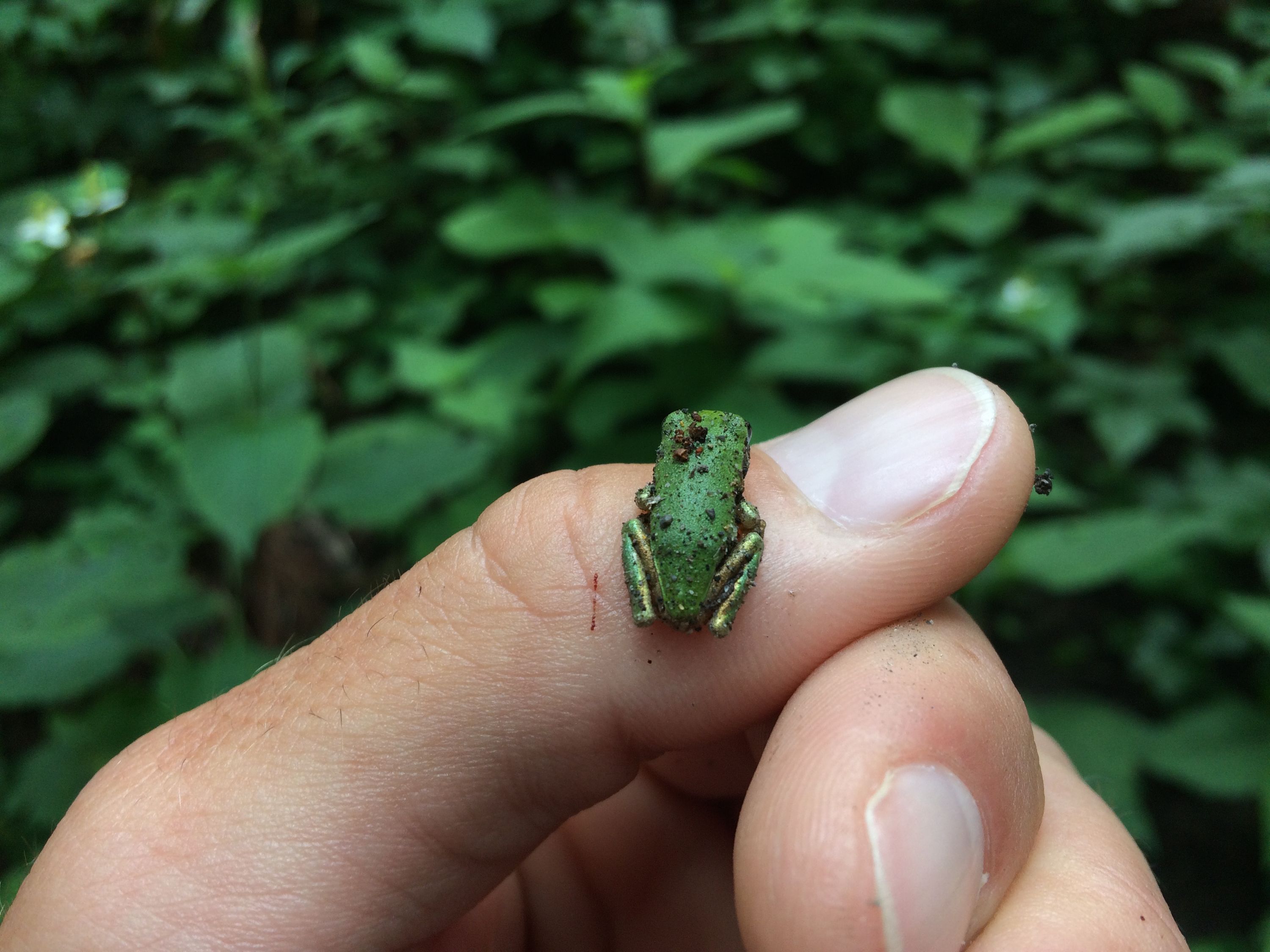 A very small tree frog sits on the author’s left thumb.