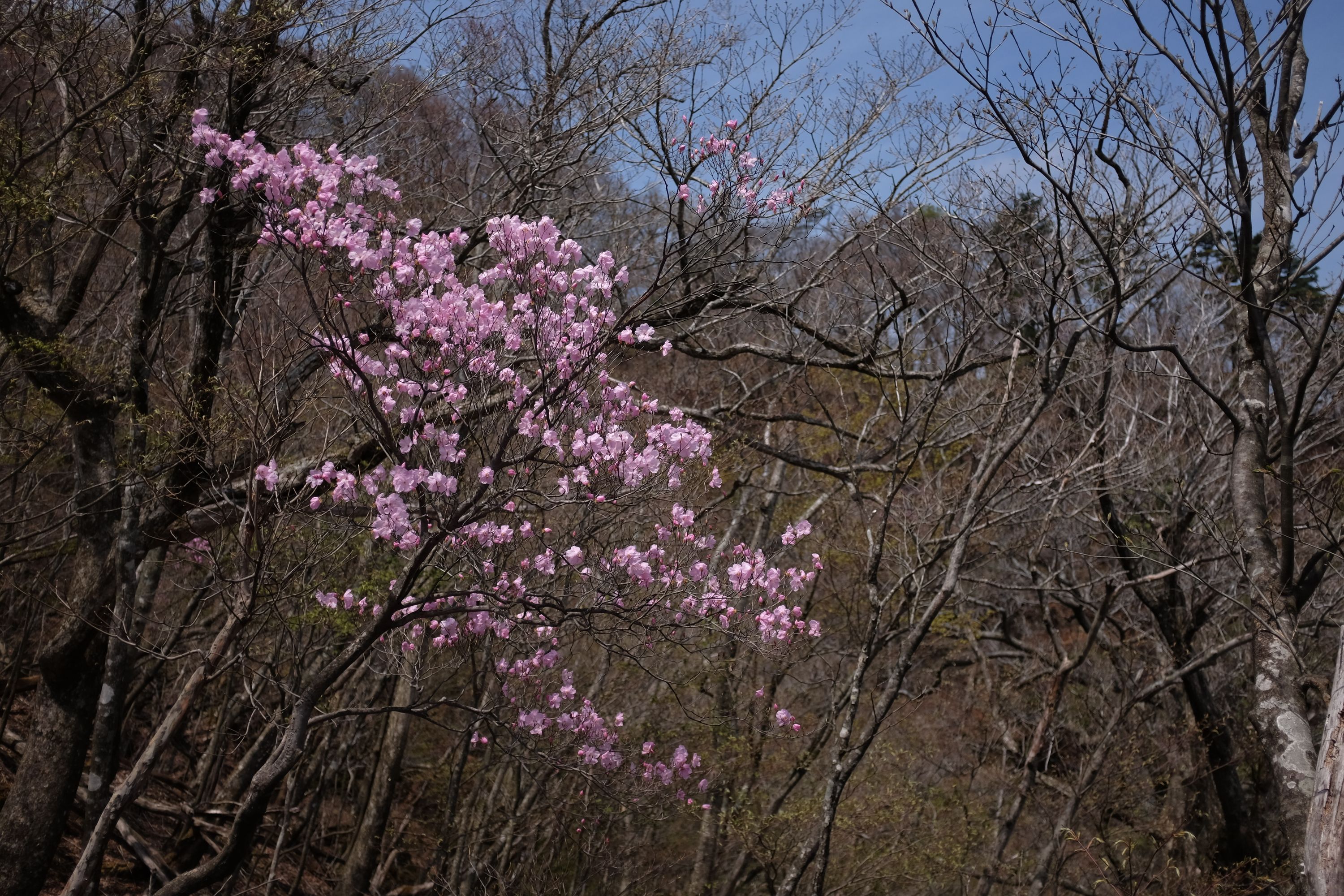 Another azalea tree.