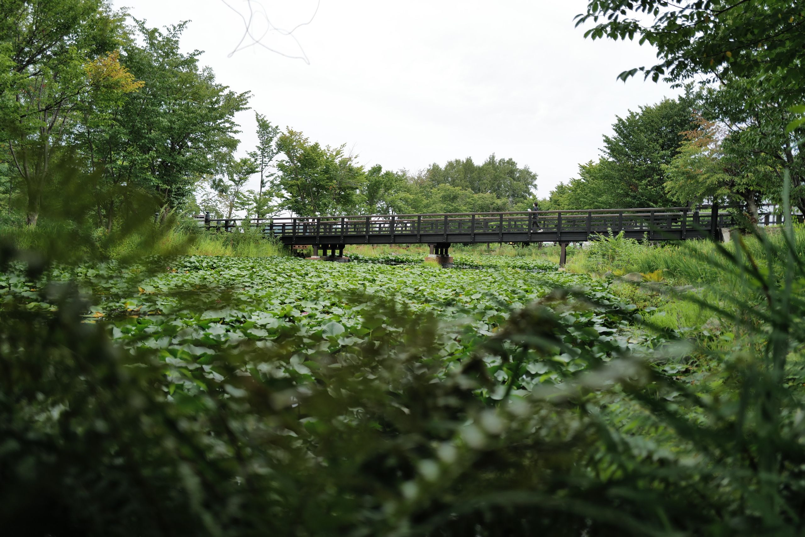 A man walks across a bridge over a pond covered with greenery