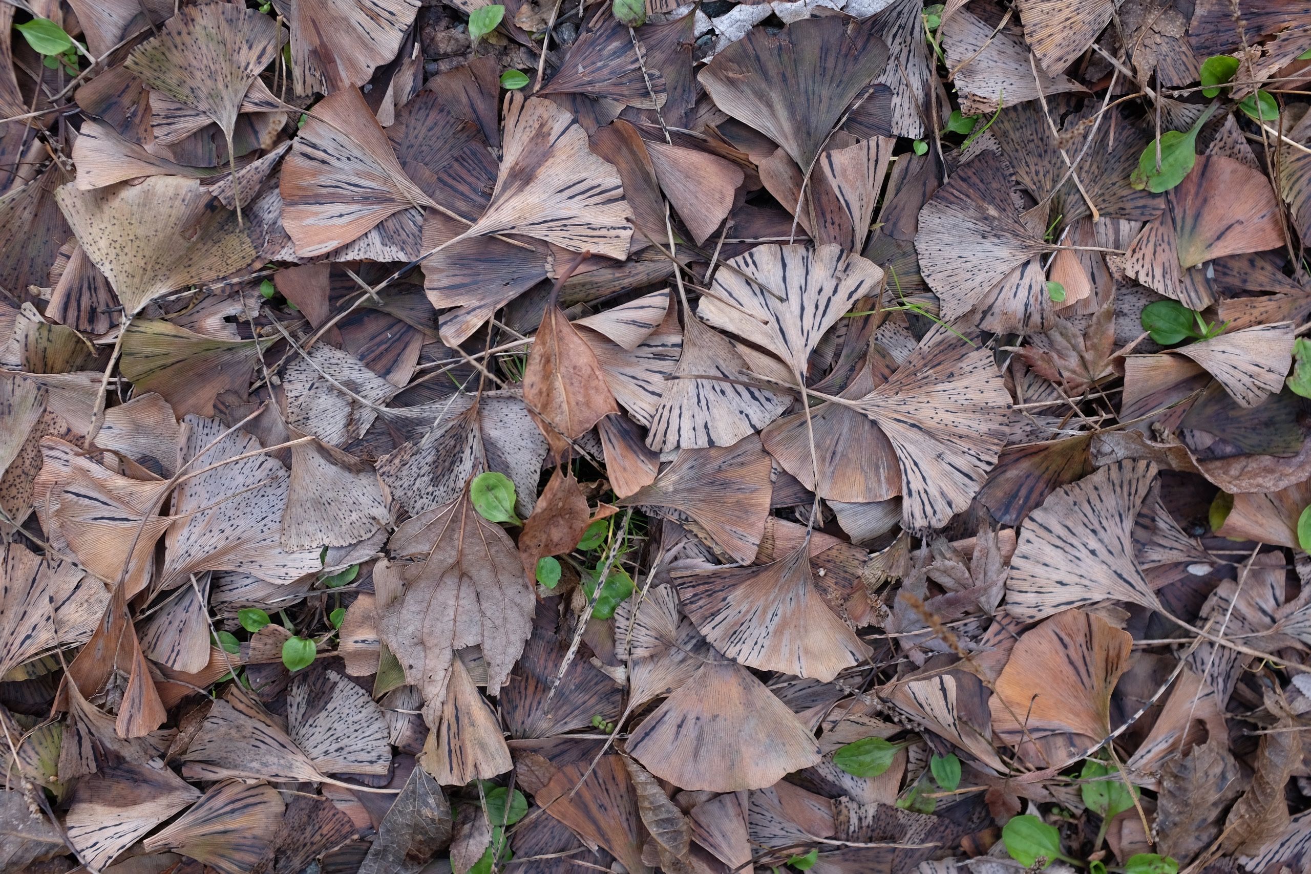 Green shoots sprout from a carpet of brown ginkgo leaves.