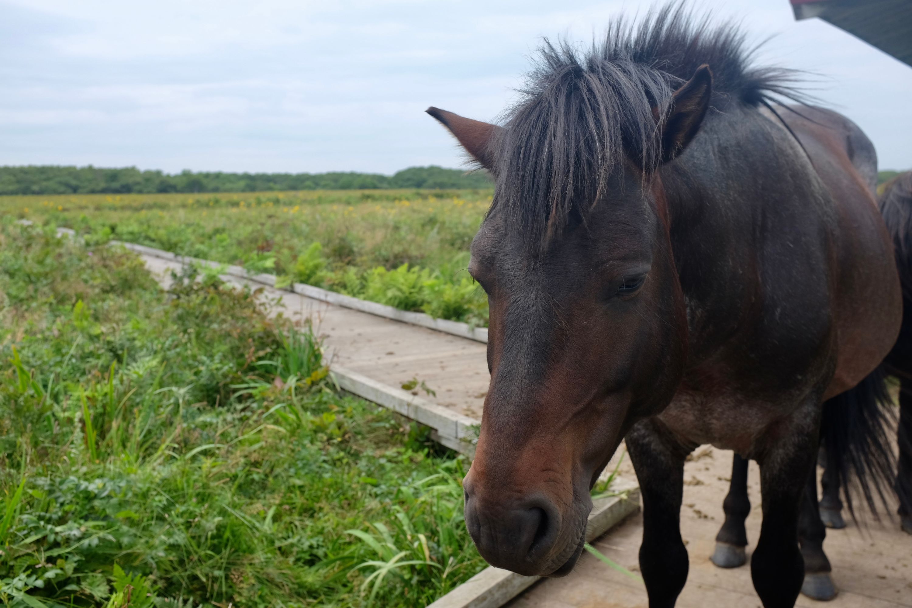 A small brown horse looks into the camera.