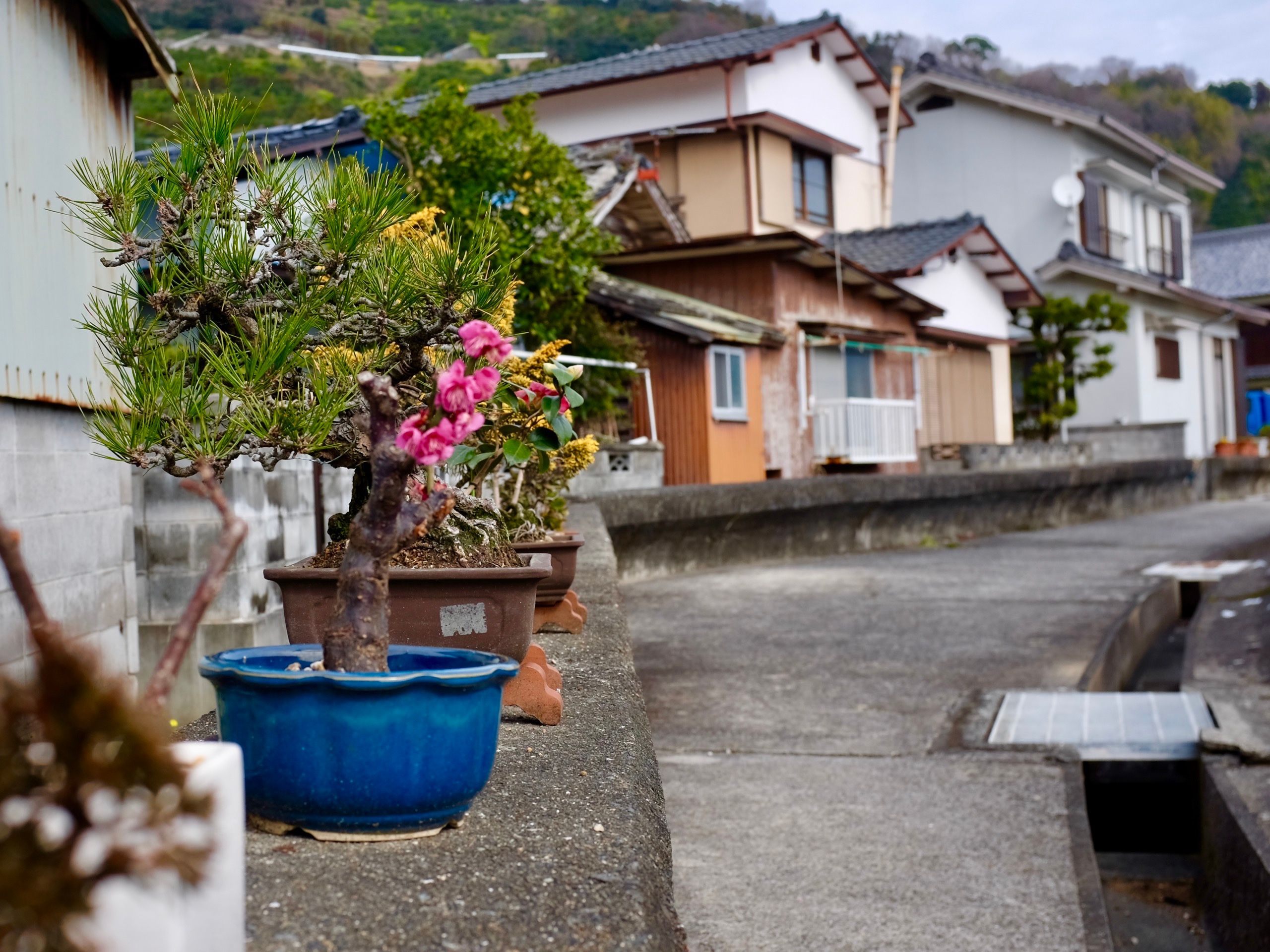 Potted bonsai trees bearing colorful flowers on a concrete ledge in front of similarly colorful houses.