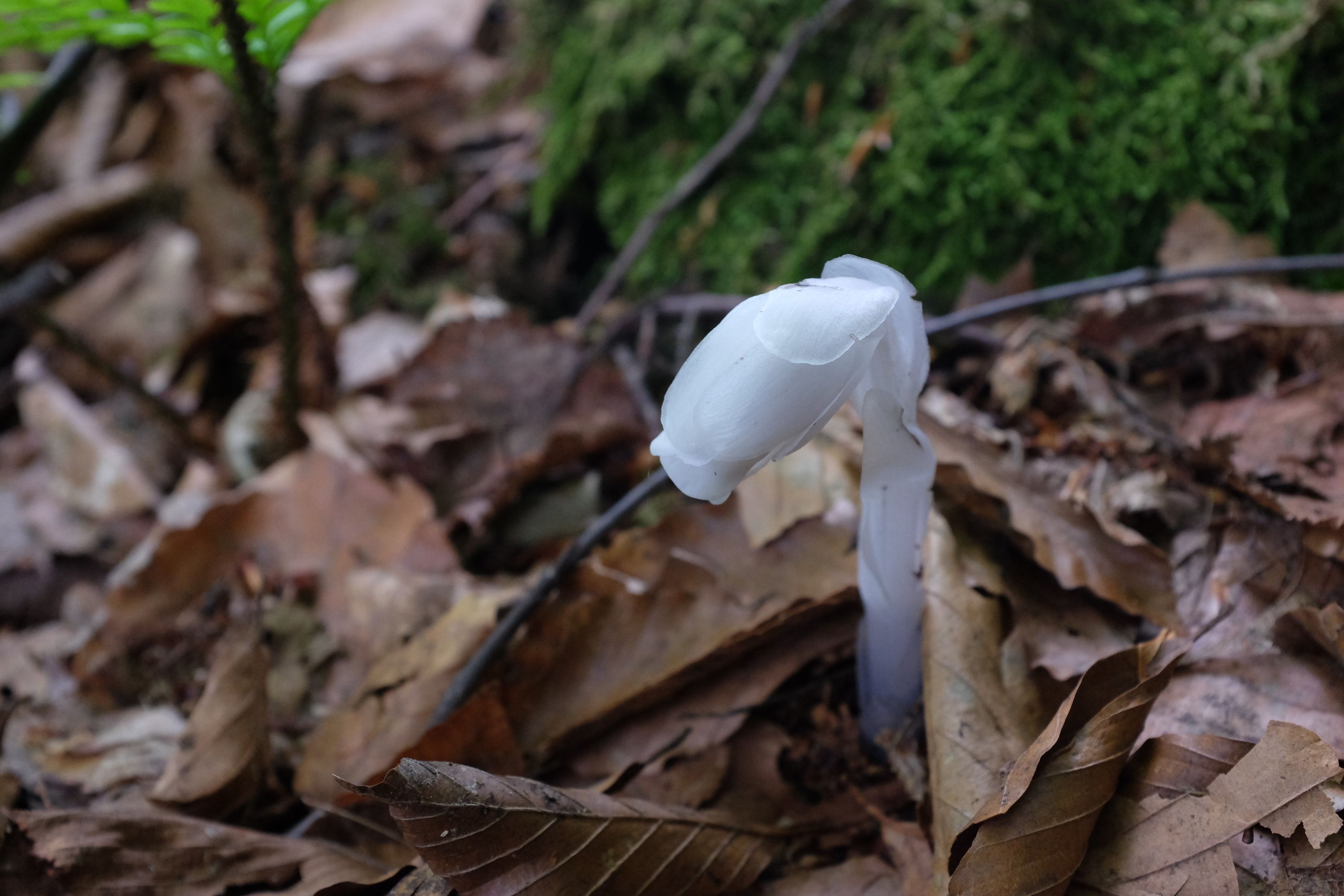 A strange, completely white plant poking out of a carpet of brown leaves.