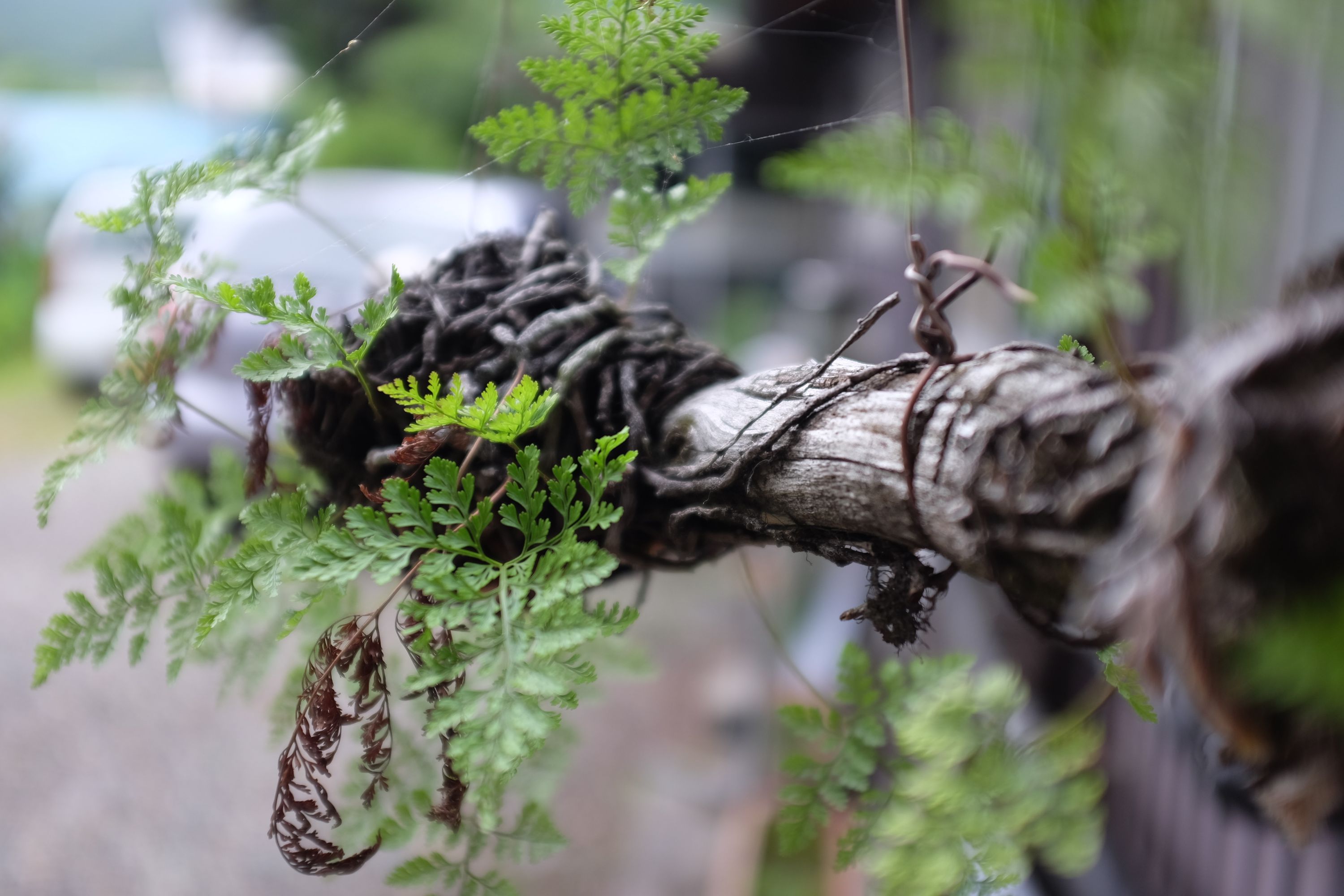 Small ferns planted on a dry branch.