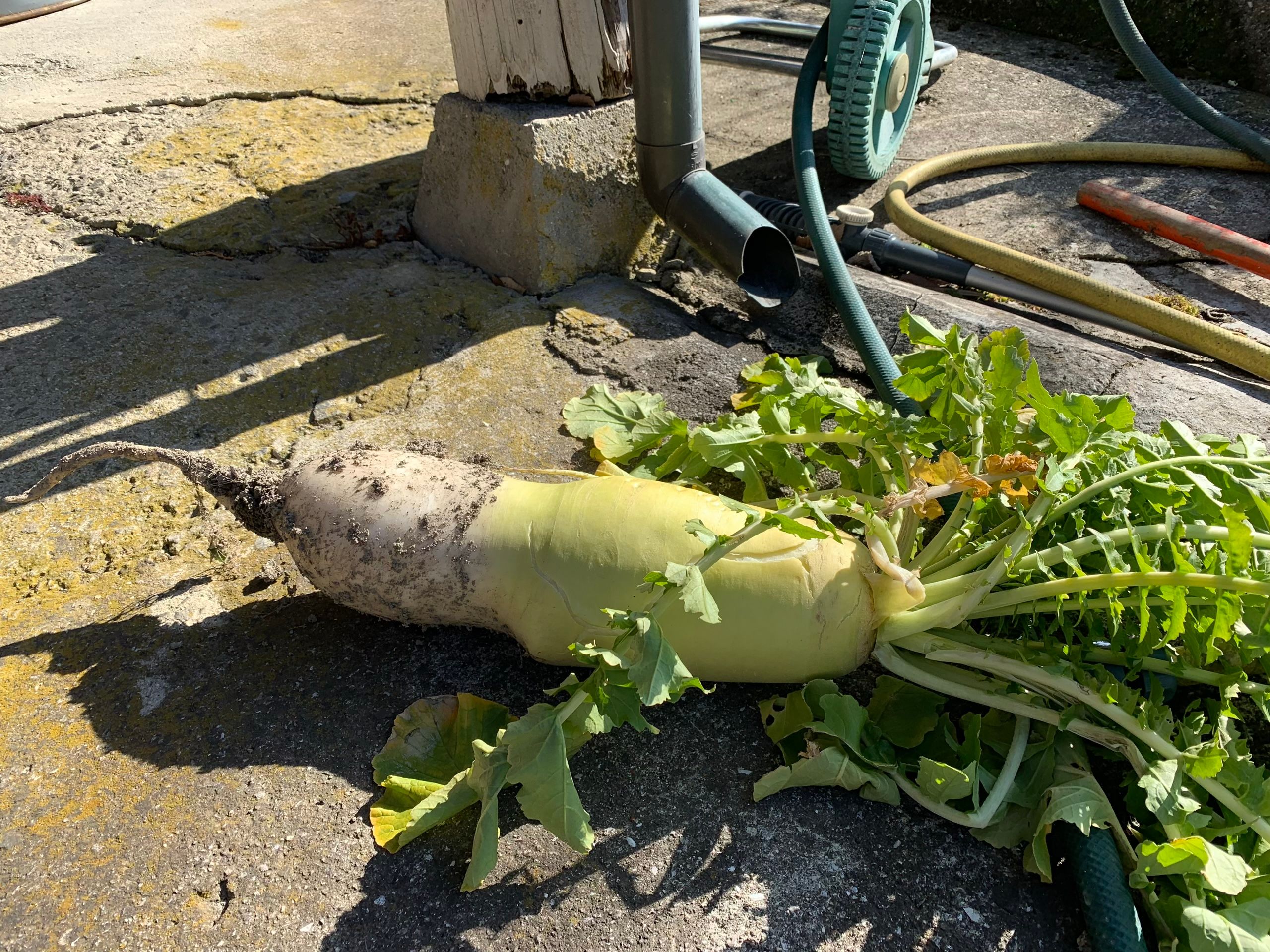 A daikon, a large Japanese radish, freshly pulled from the ground.