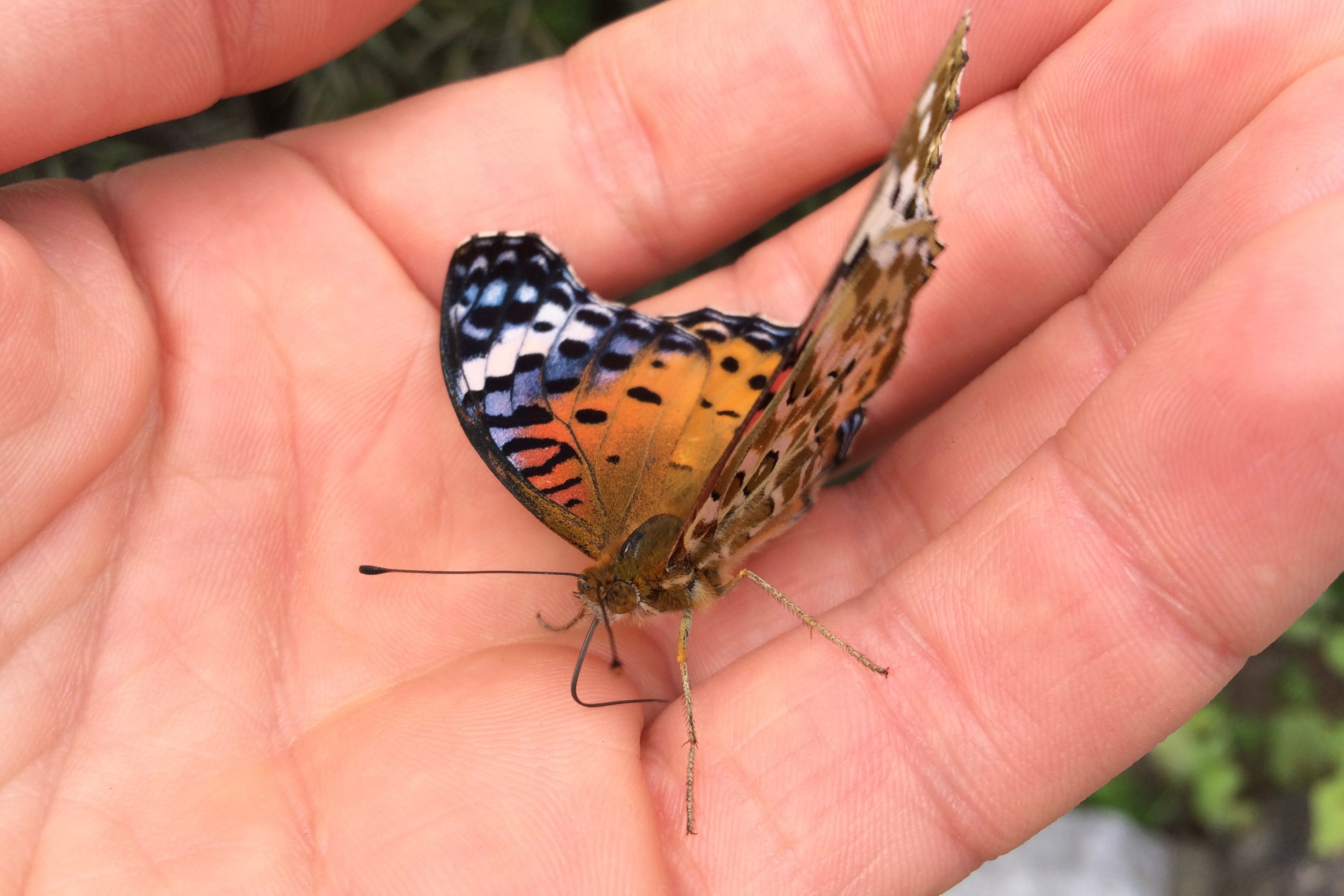 The author with a butterfly on his palm.