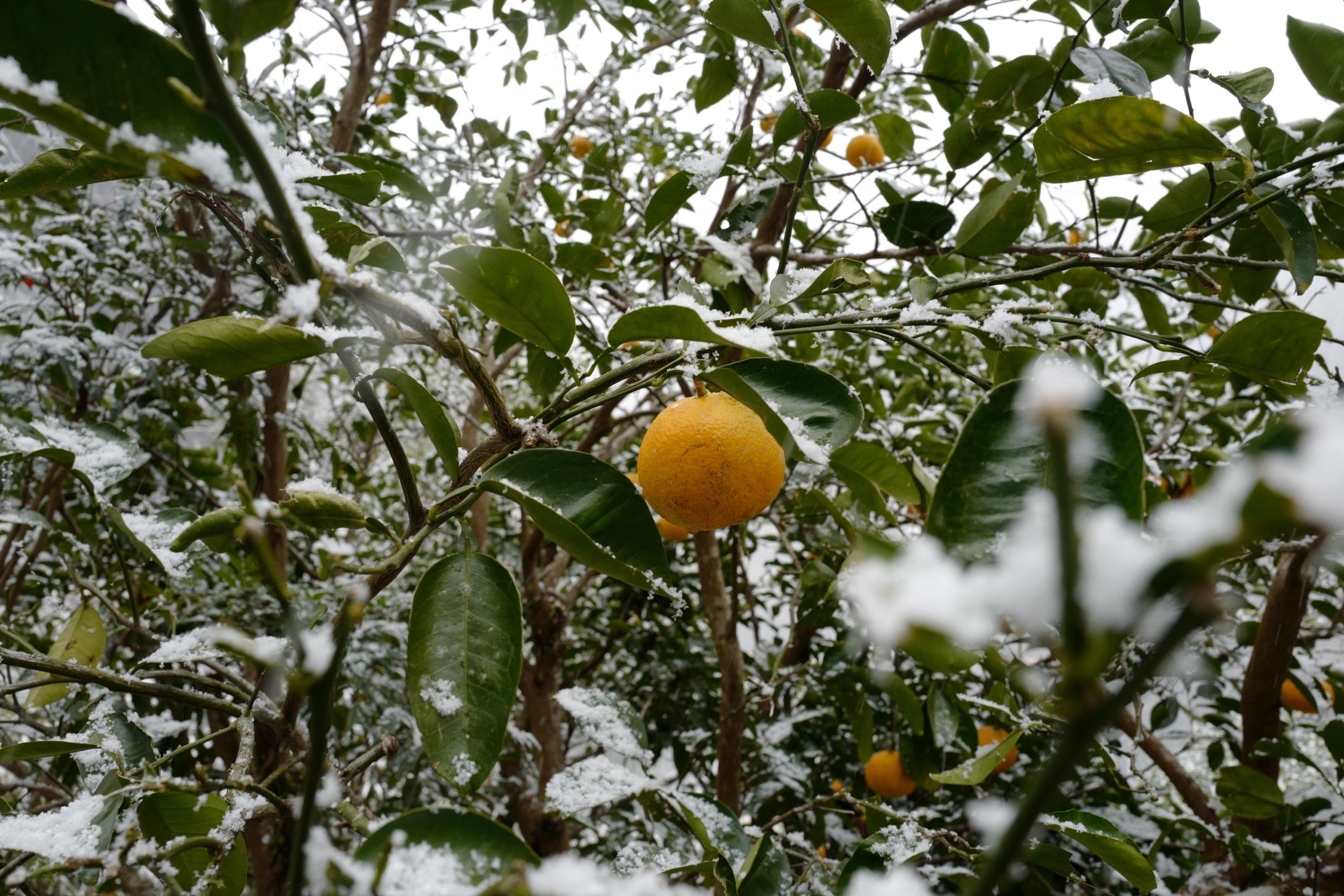 Closeup of a citrus fruit on a tree covered in snow.