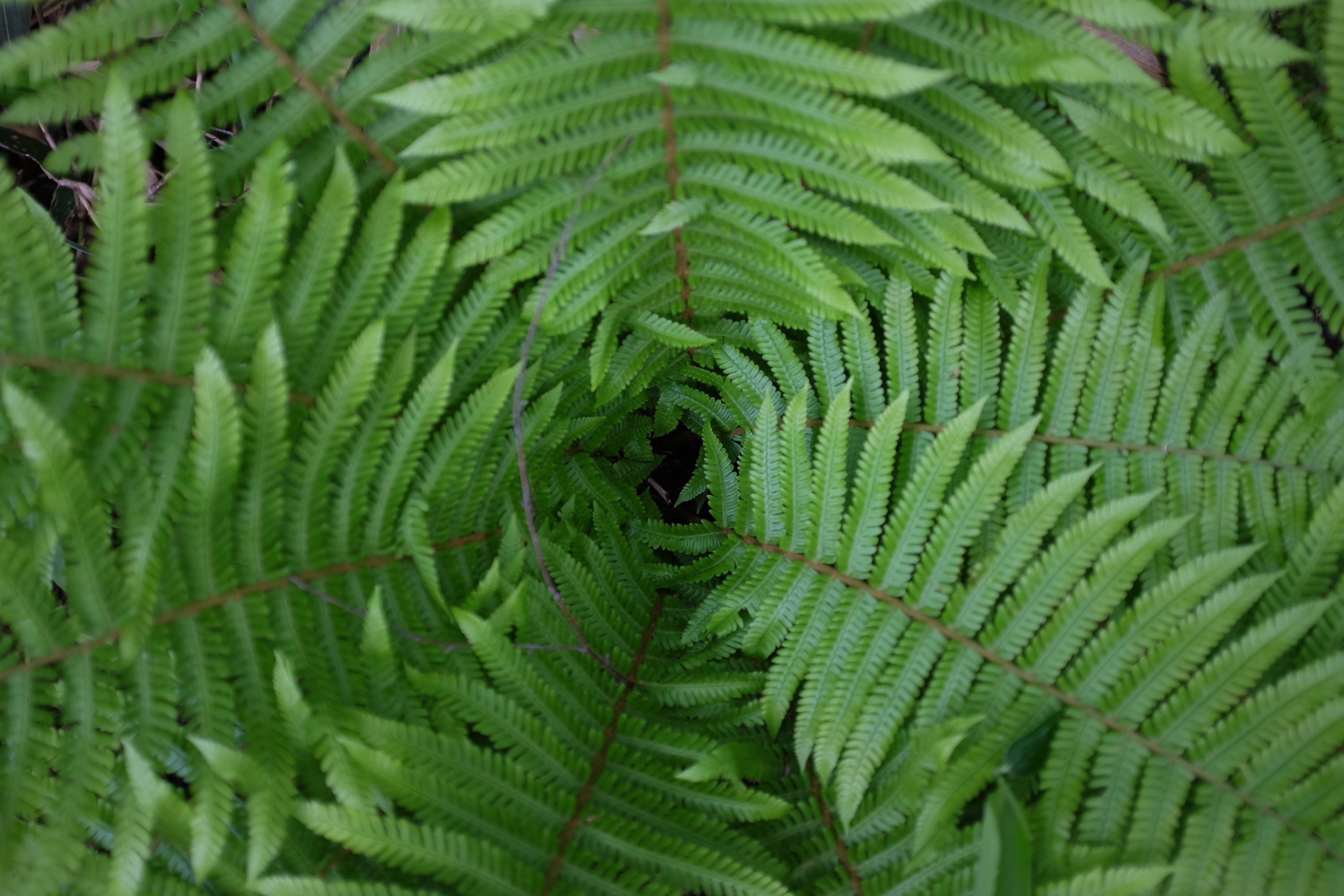 Closeup of bracken leaves.