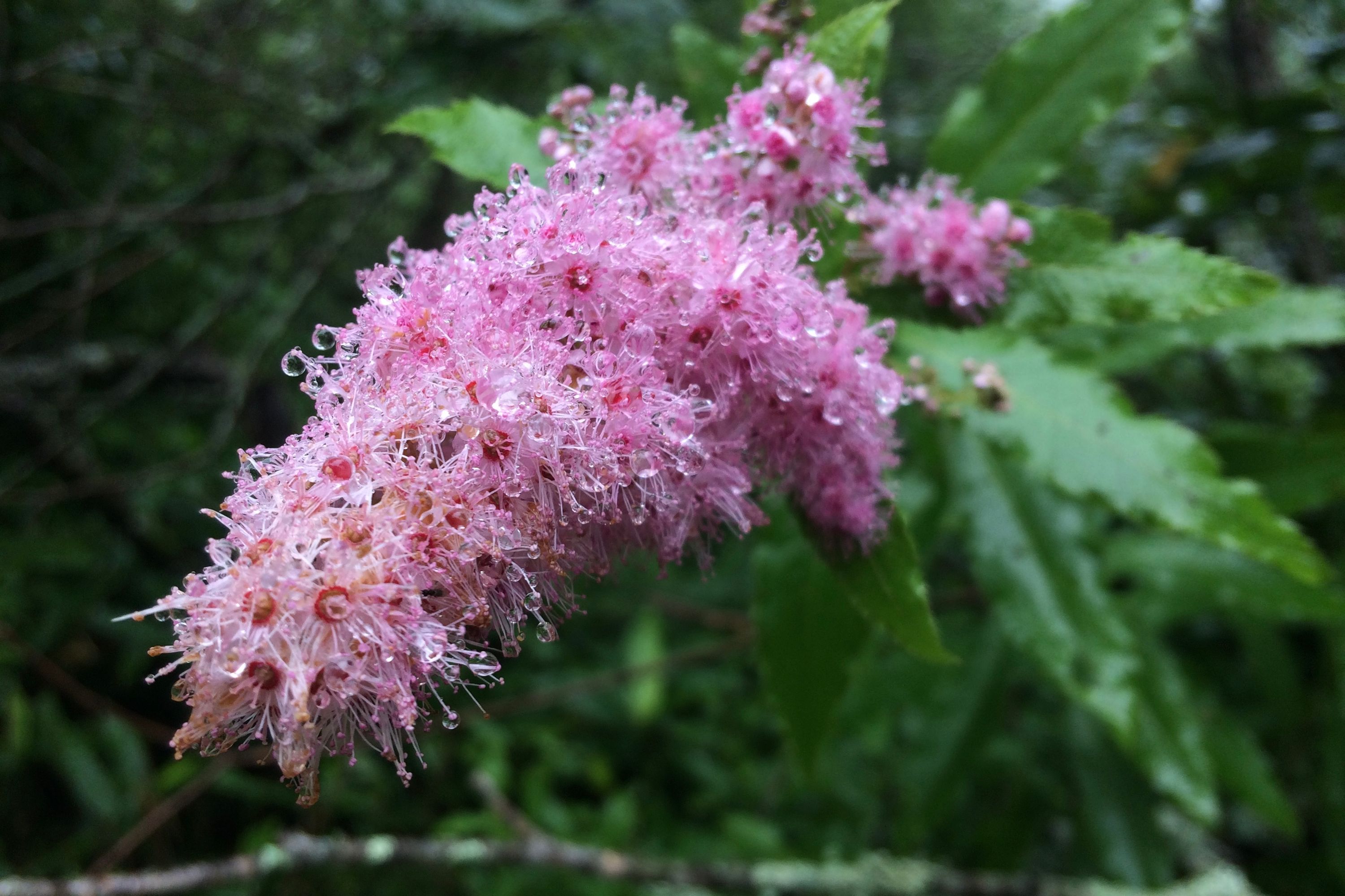 A bright pink flower covered in tiny droplets of rain.