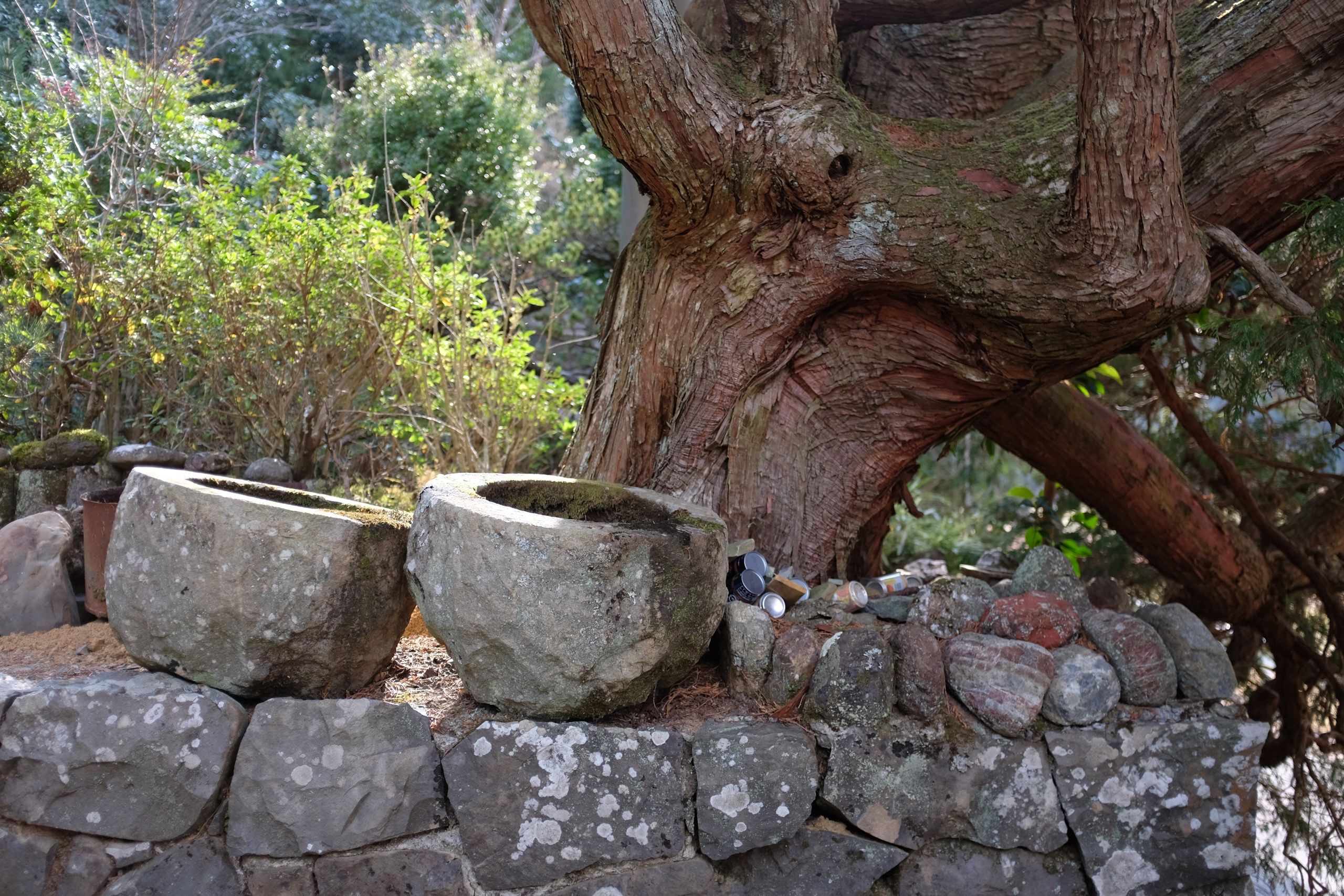 The trunk of a Japanese cypress tree as it grows behind an old stone wall.