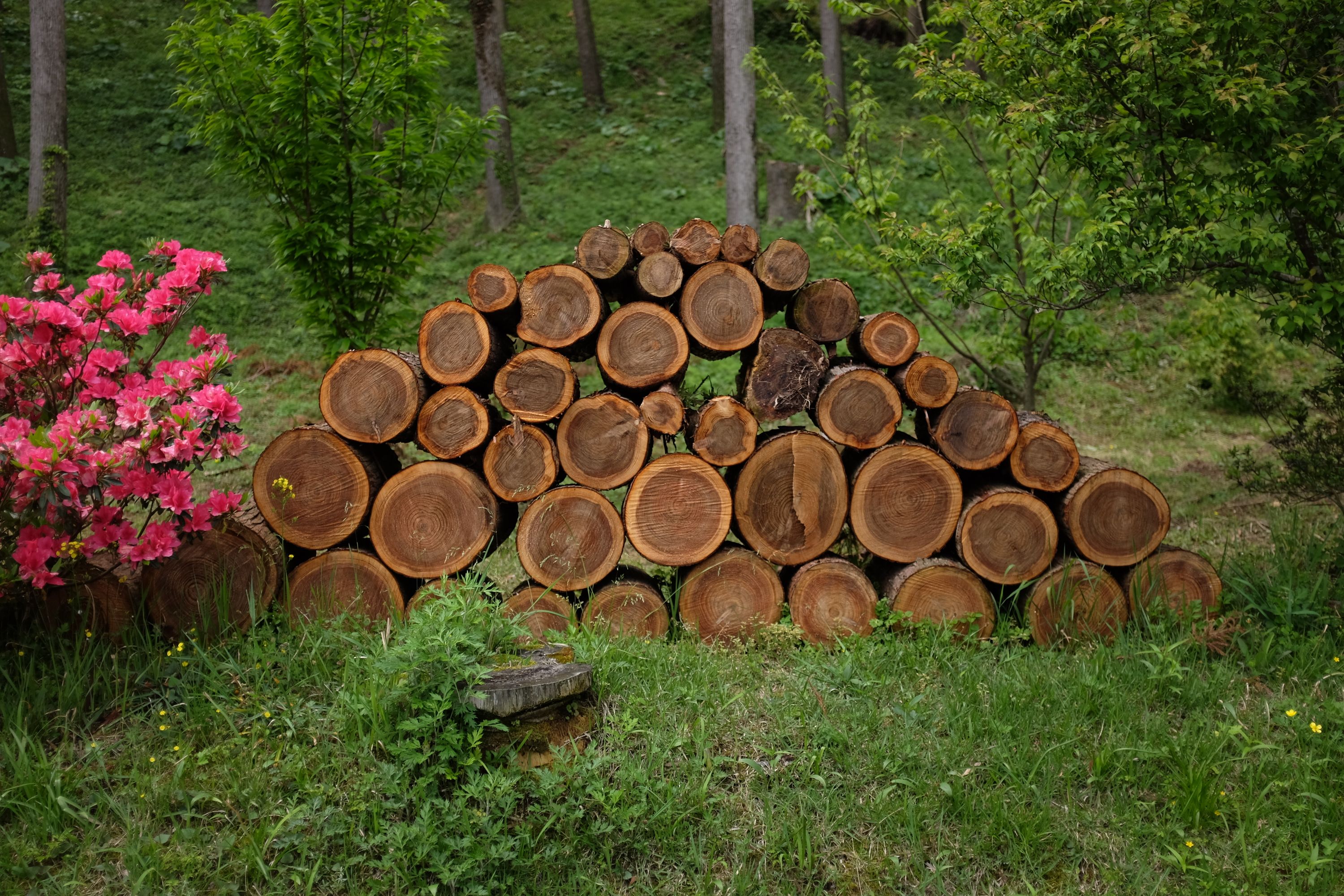 Beautifully stacked cedar logs by a flowering azalea bush.