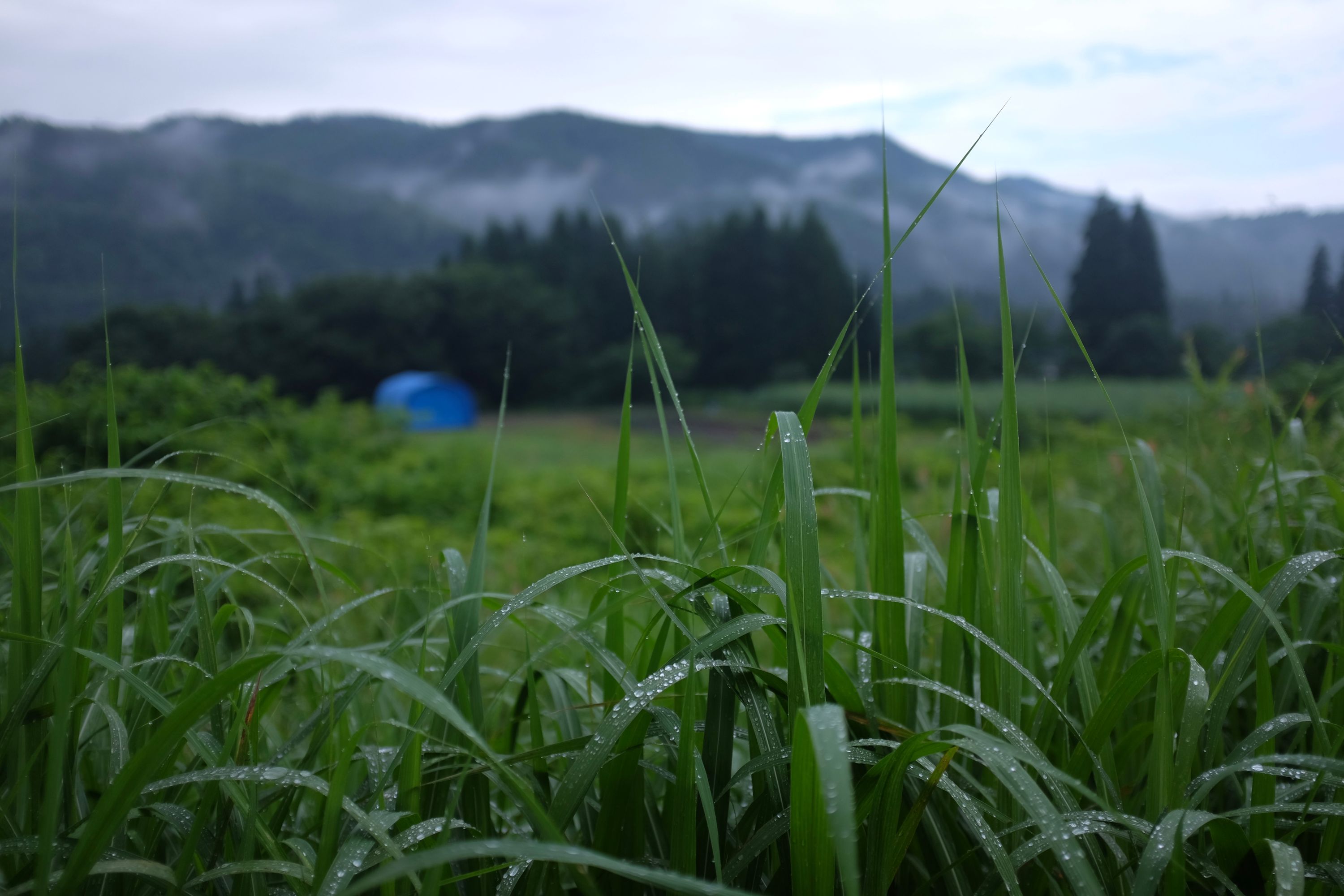 Closeup of long grass wet with the night’s rain.