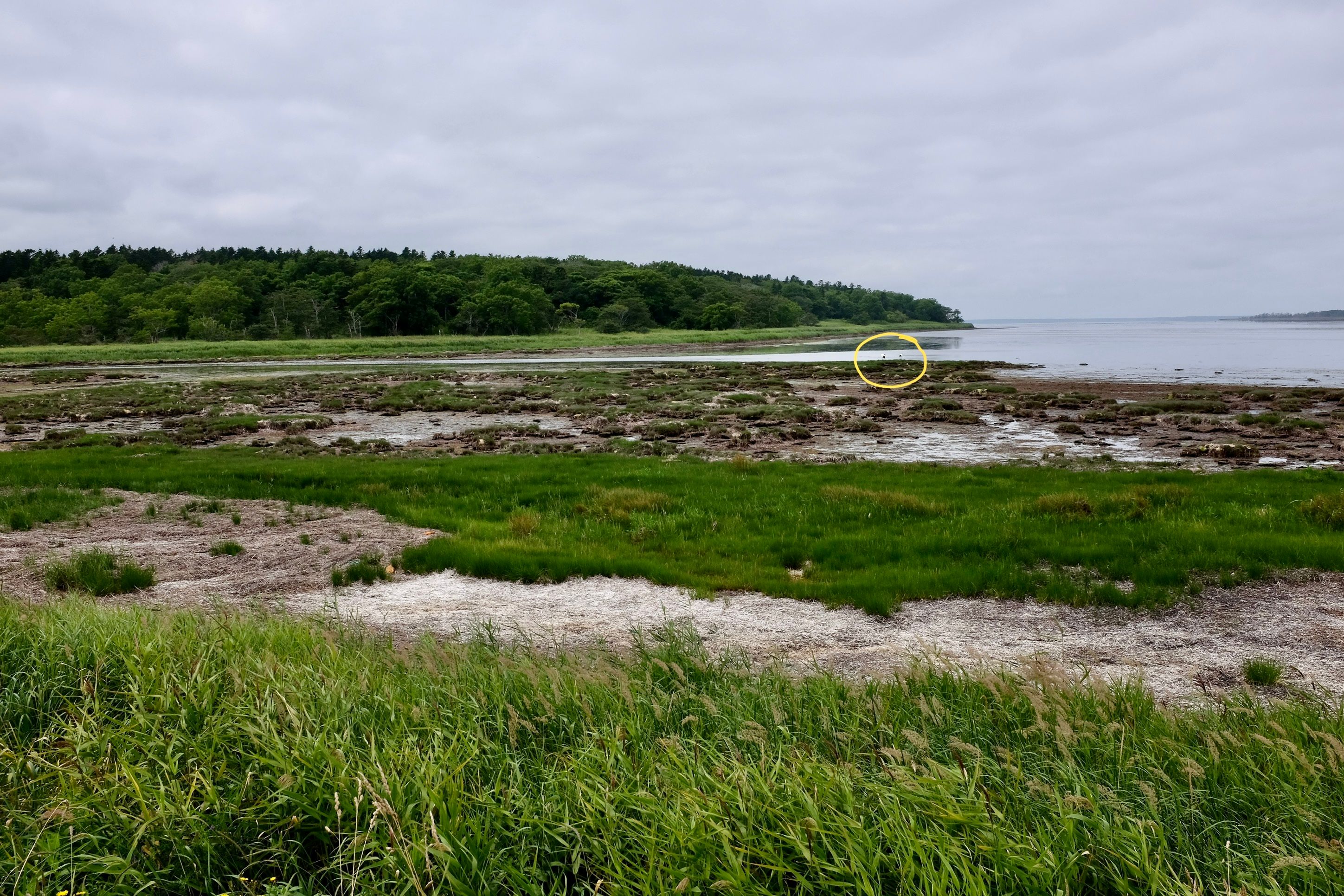 On the shore of a lake, a pair of red-crowned cranes forage in the distance.