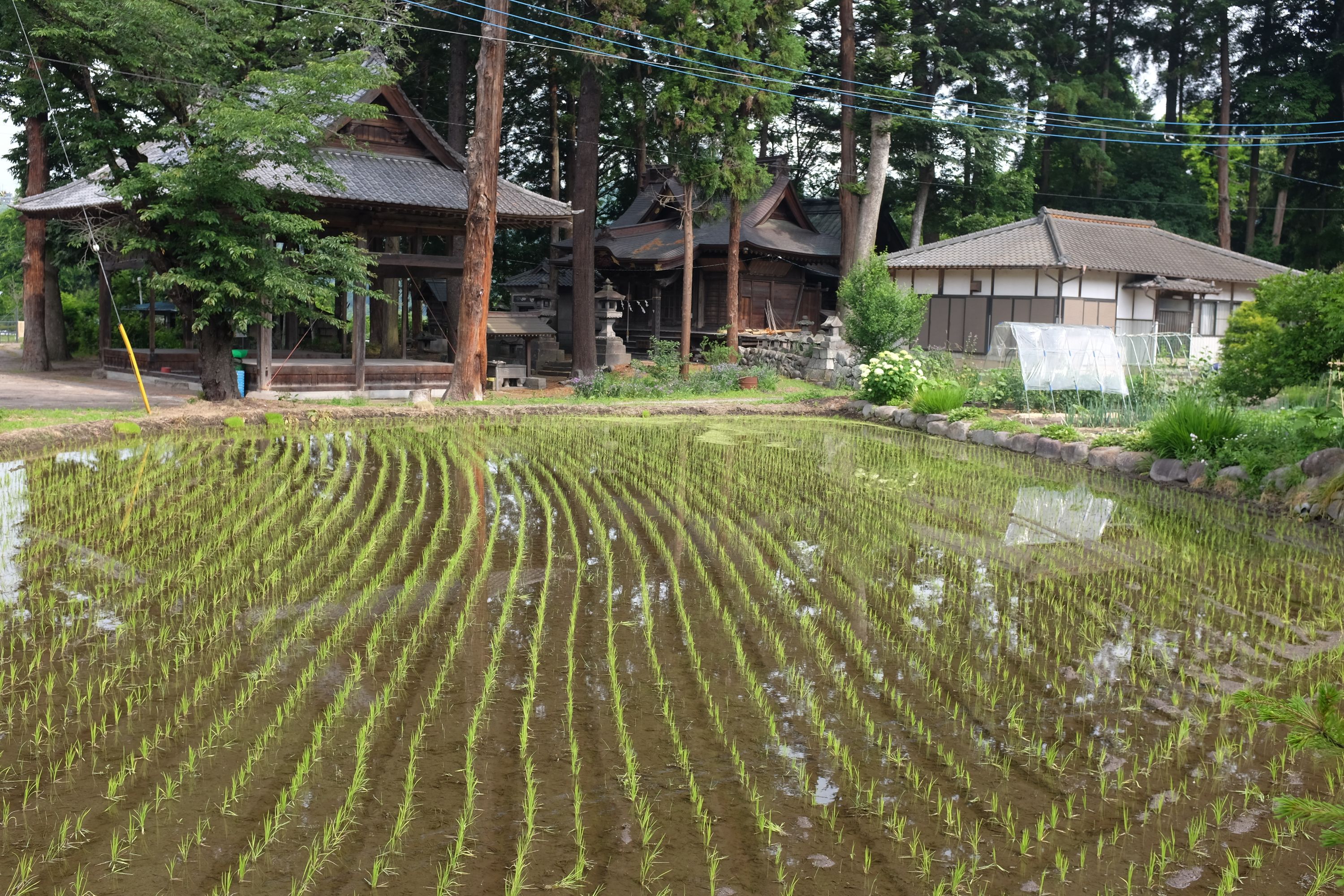 A Japanese shrine behind a sprouting ricefield.