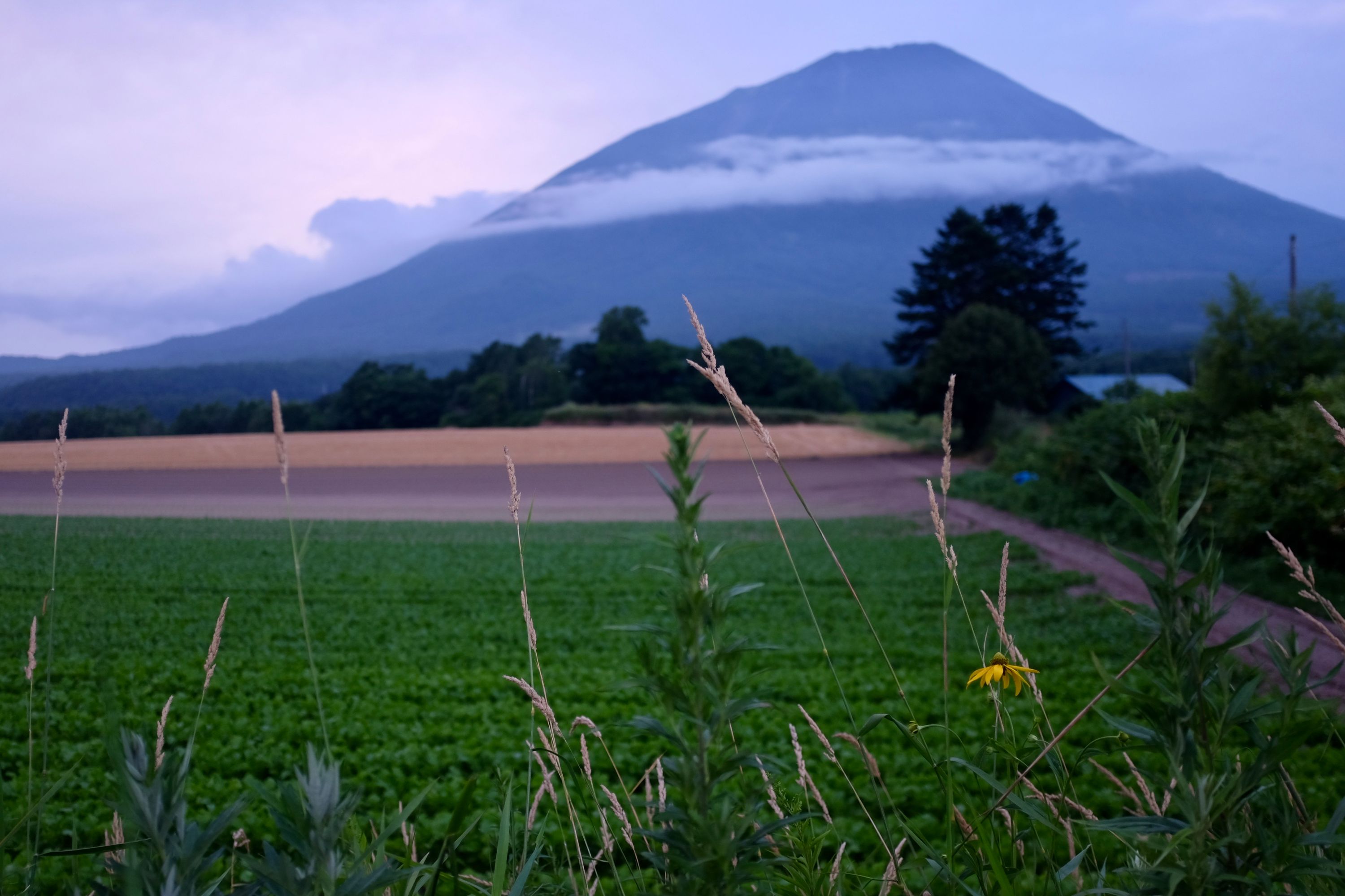An enormous volcano, Mount Shiribeshi, in the evening light, behind summer fields.