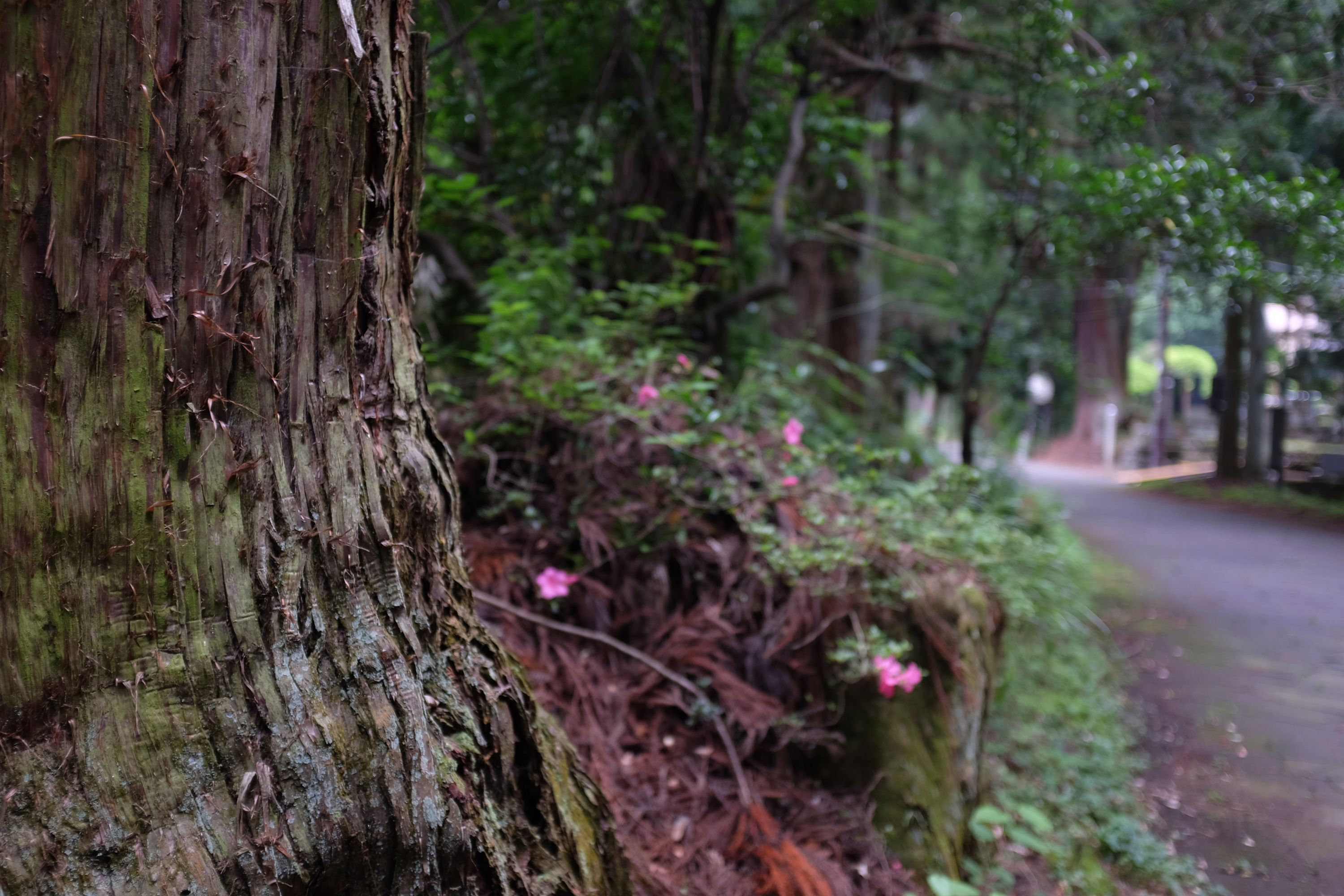 Closeup of the trunk of one of the cedar trees on the avenue.