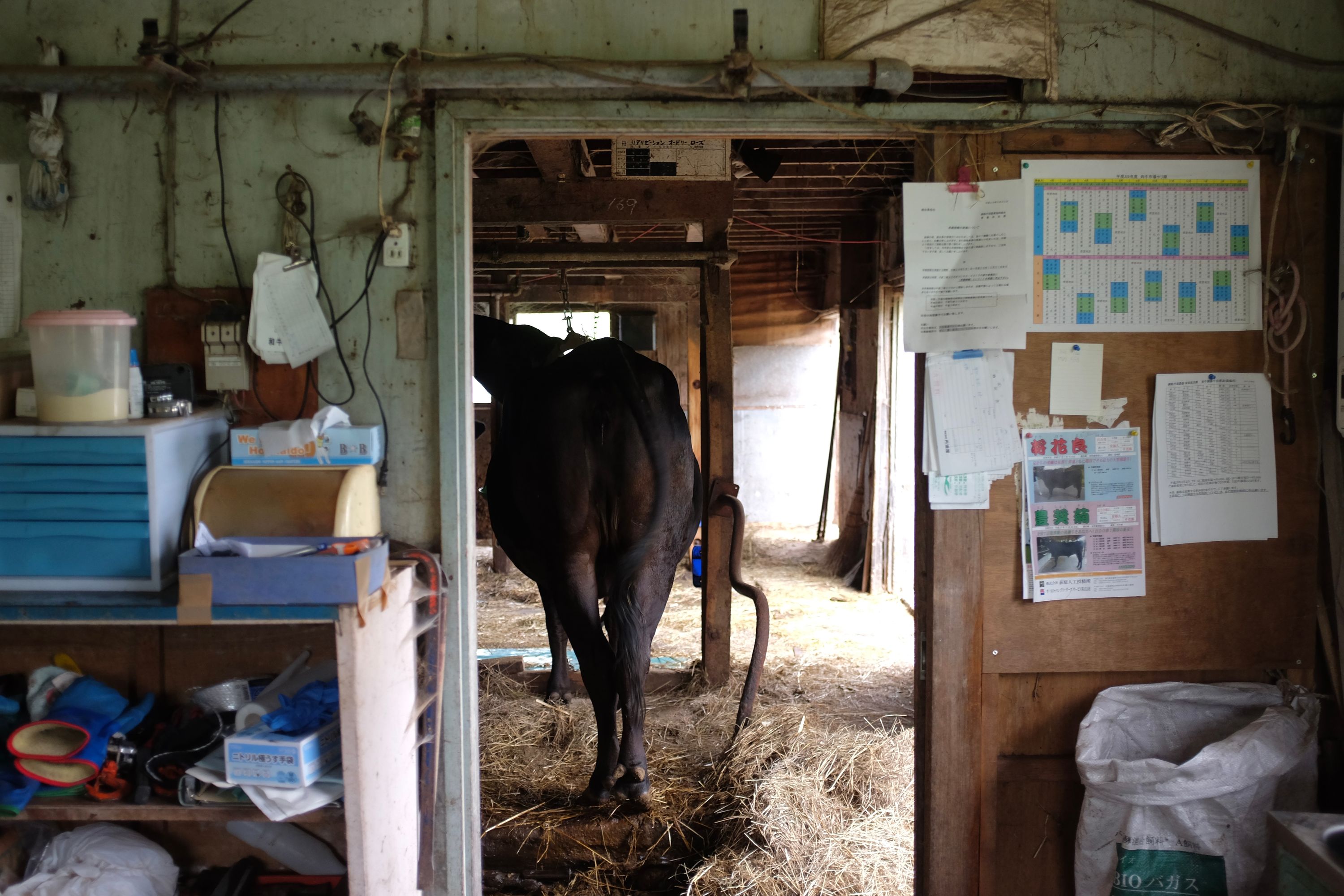 Looking through a doorway at the ass of a brown cow.