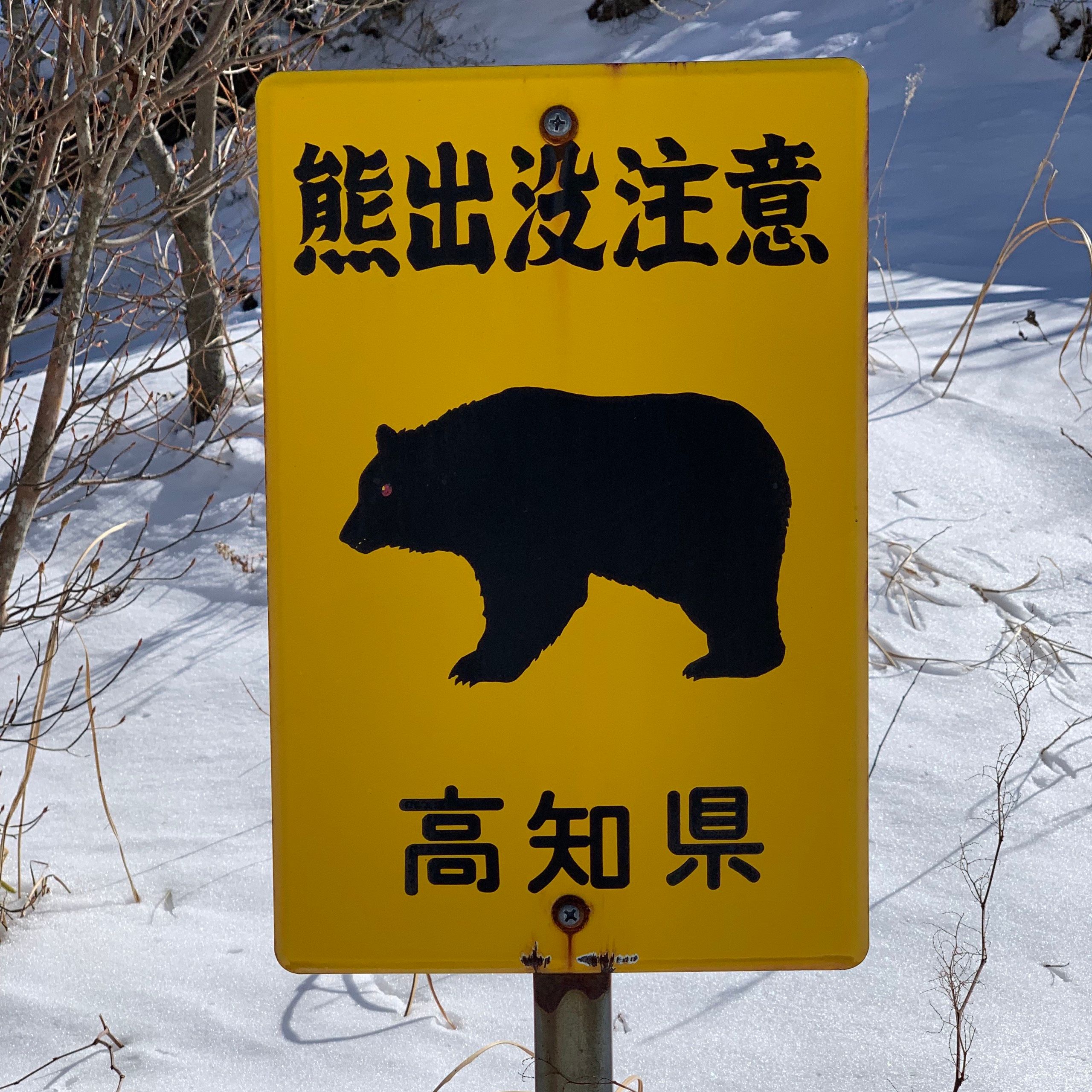 A yellow road sign warning against bears.