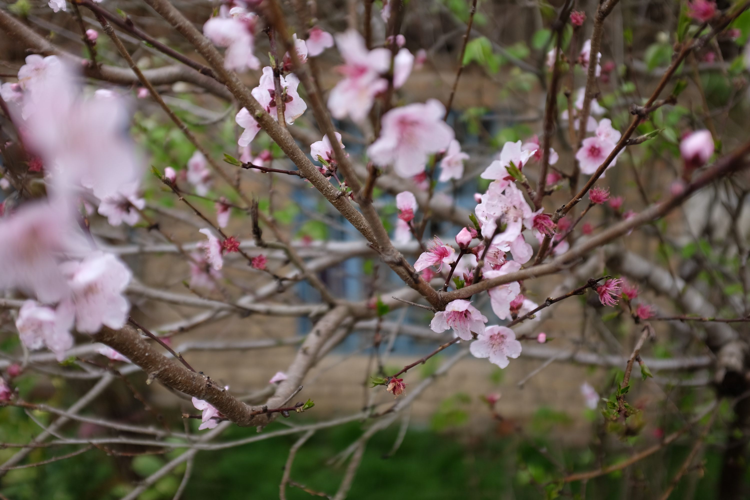 Closeup of pink flowers on a tree.