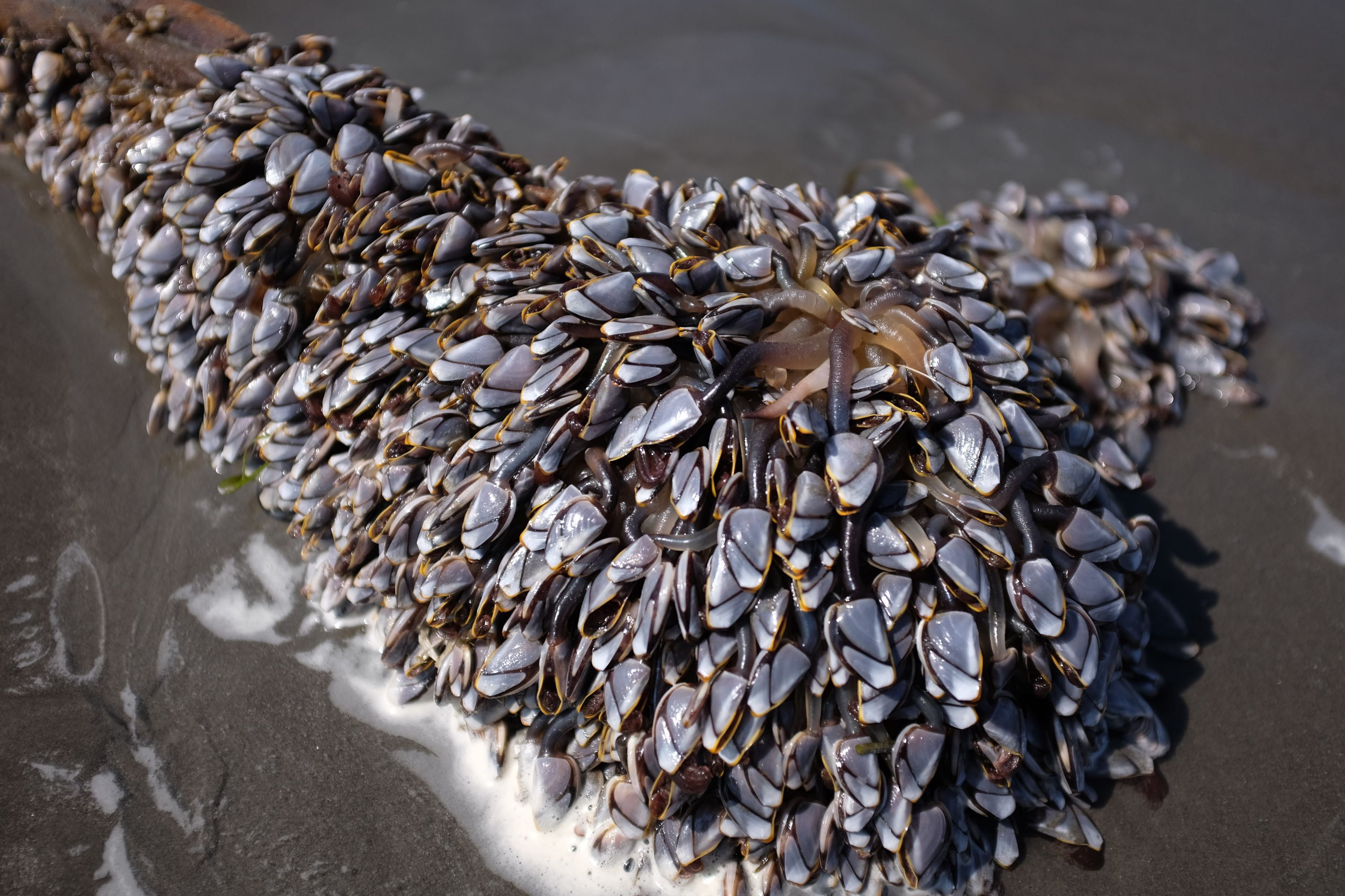 Hundreds of clams in a cluster on the beach.